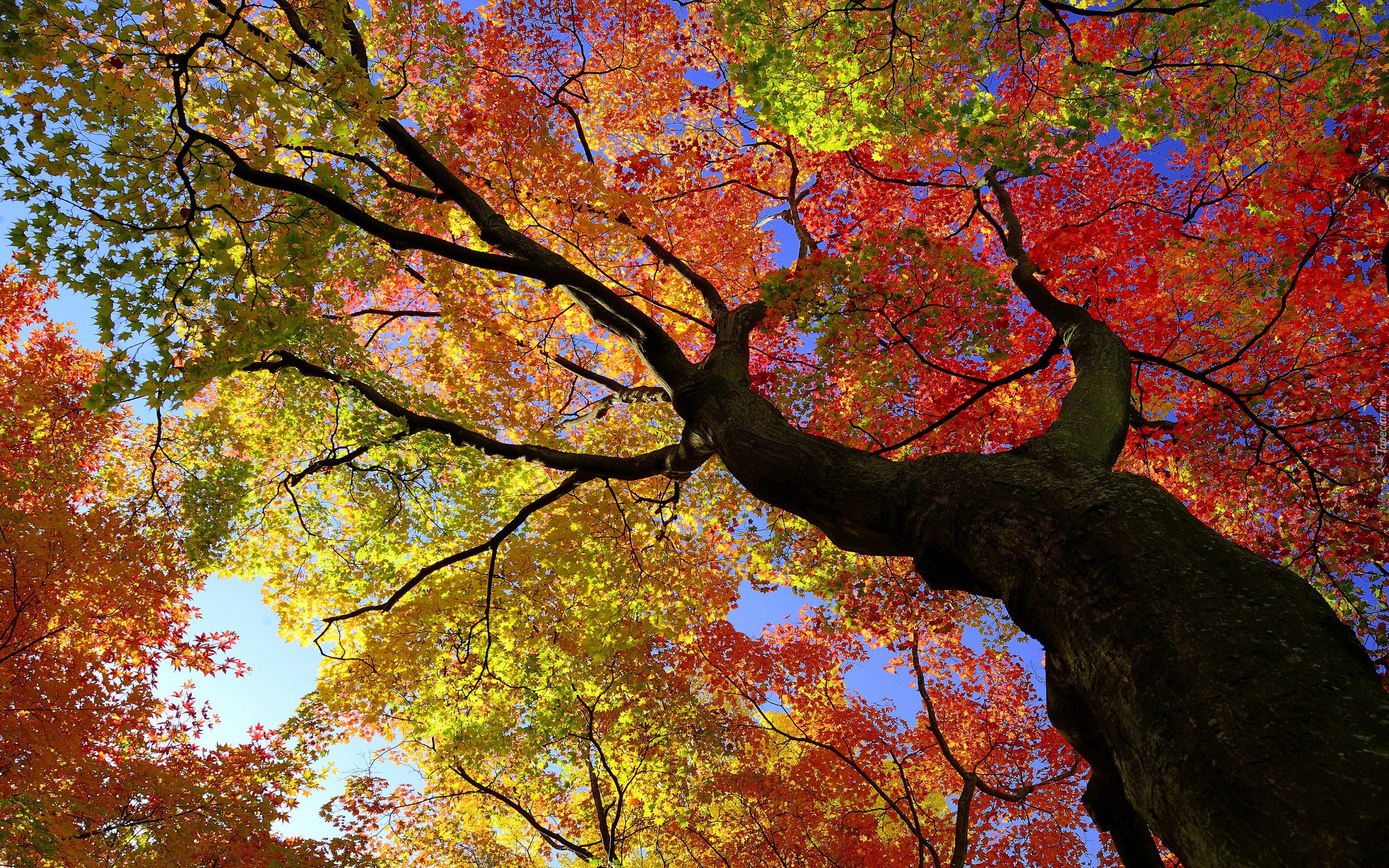 Jesień, Drzewo, Kolorowe, Liście, Klon