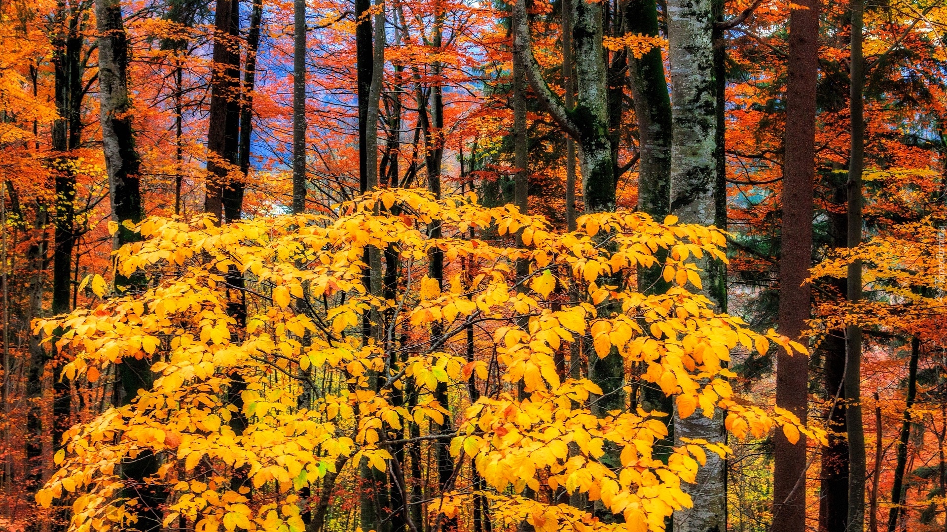 Jesień, Las, Drzewa, Żółte, Pomarańczowe, Liście, Gałęzie