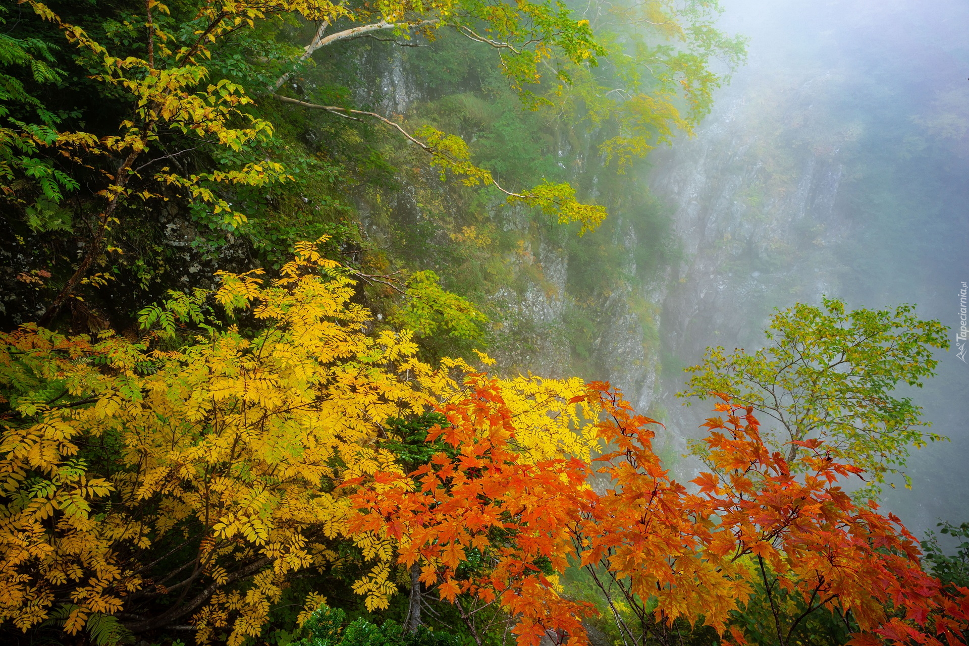 Jesień, Las, Drzewa, Gałęzie, Kolorowe, Liście, Mgła, Skała