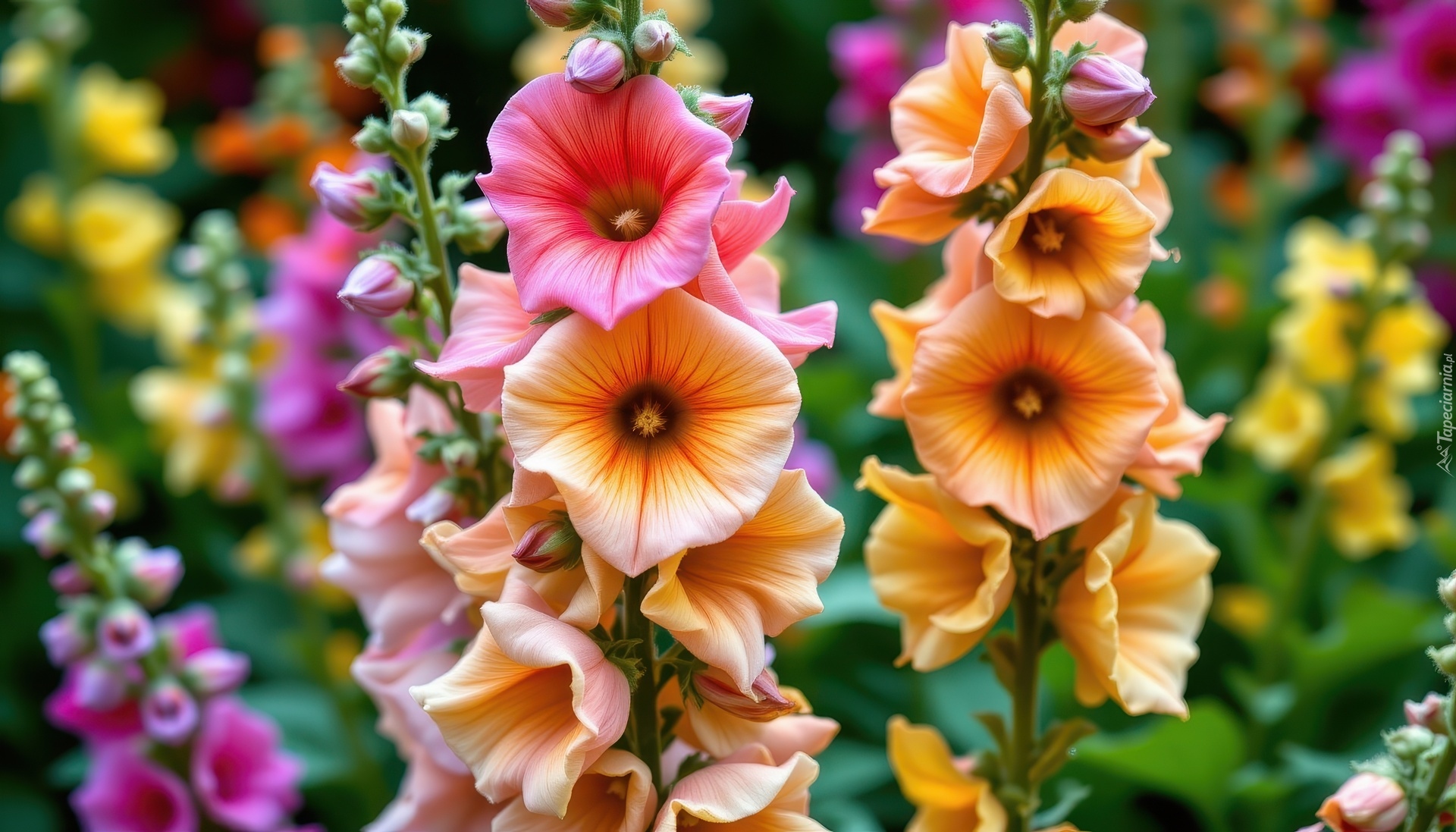 Malwy, Kwiaty, Grafika AI