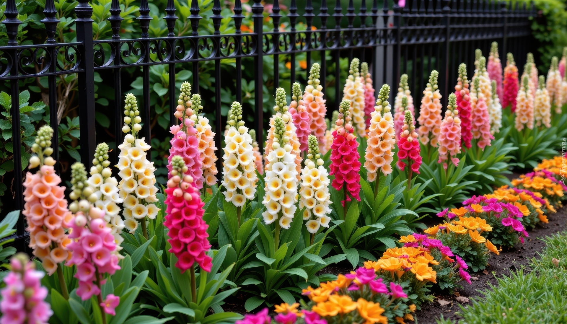 Żelazne, Ogrodzenie, Kolorowe, Kwiaty, Naparstnica