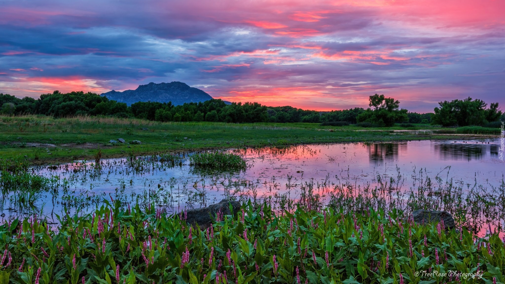 Góry, Jezioro, Willow Lake, Zachód słońca, Łąka, Szuwary, Arizona, Stany Zjednoczone