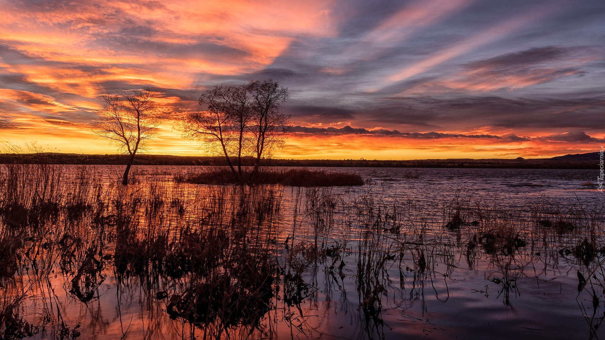 Stany Zjednoczone, Kolorado, Park stanowy, Chatfield State Park, Jezioro, Chatfield Lake, Drzewa, Szuwary, Wschód słońca