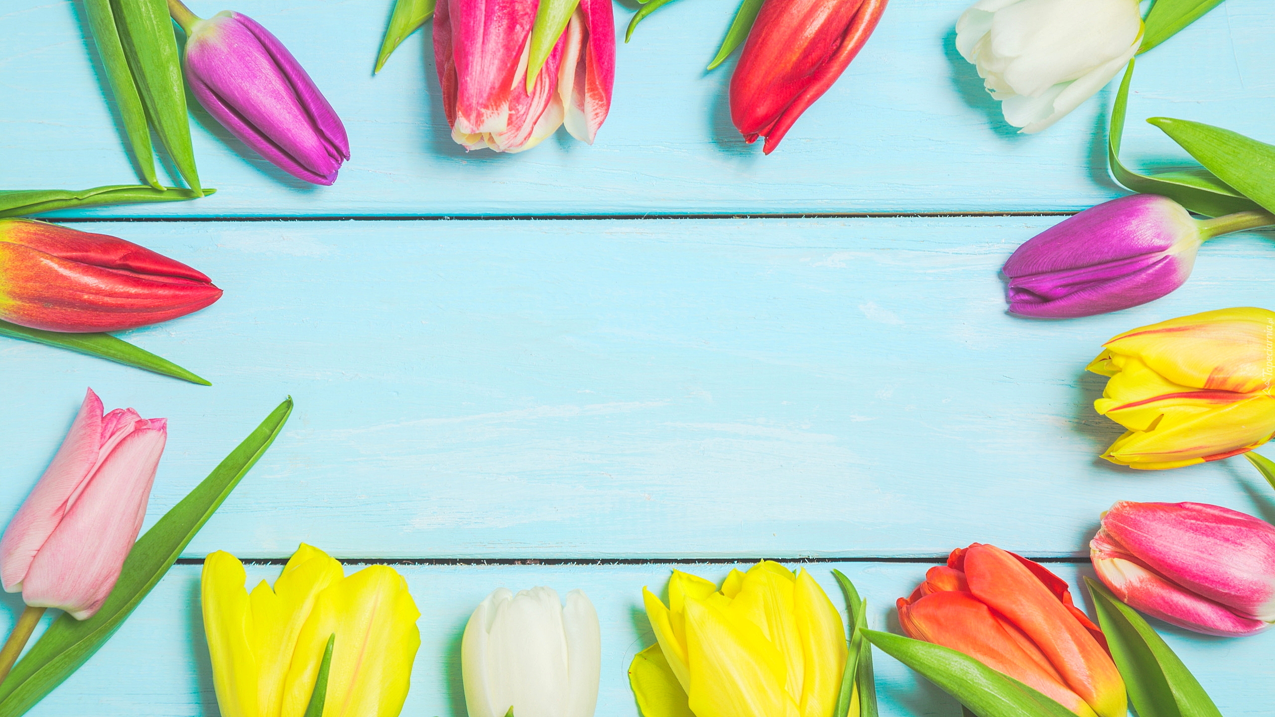 Tulipany, Kolorowe, Niebieskie, Deski