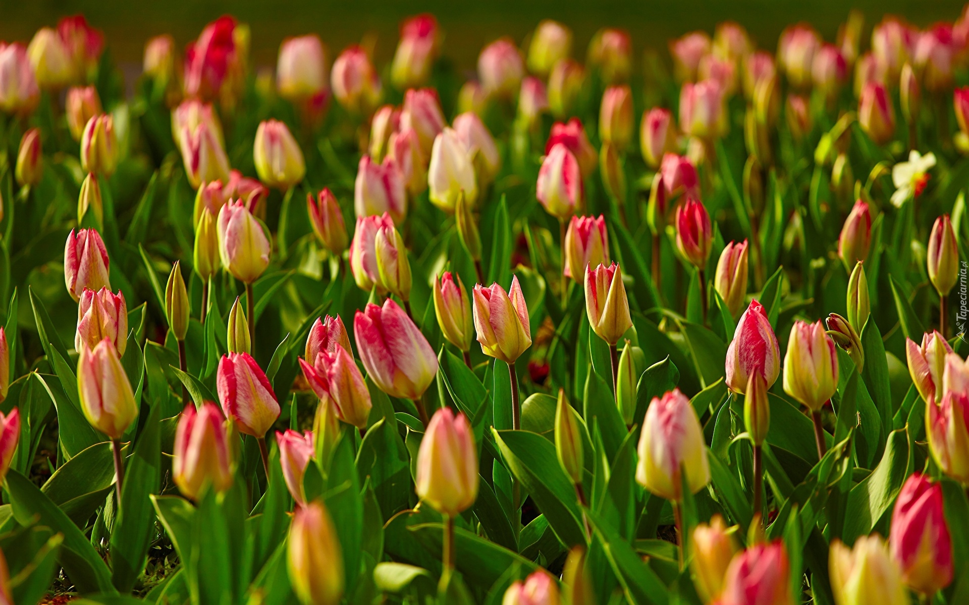 Kwiaty, Kolorowe, Tulipany, Pąki
