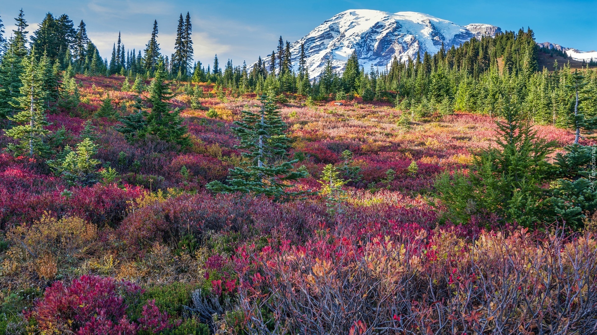 Stany Zjednoczone, Waszyngton, Park Narodowy Mount Rainier, Stratowulkan, Mount Rainier, Łąka, Drzewa, Kolorowe, Rośliny, Góry, Chmury