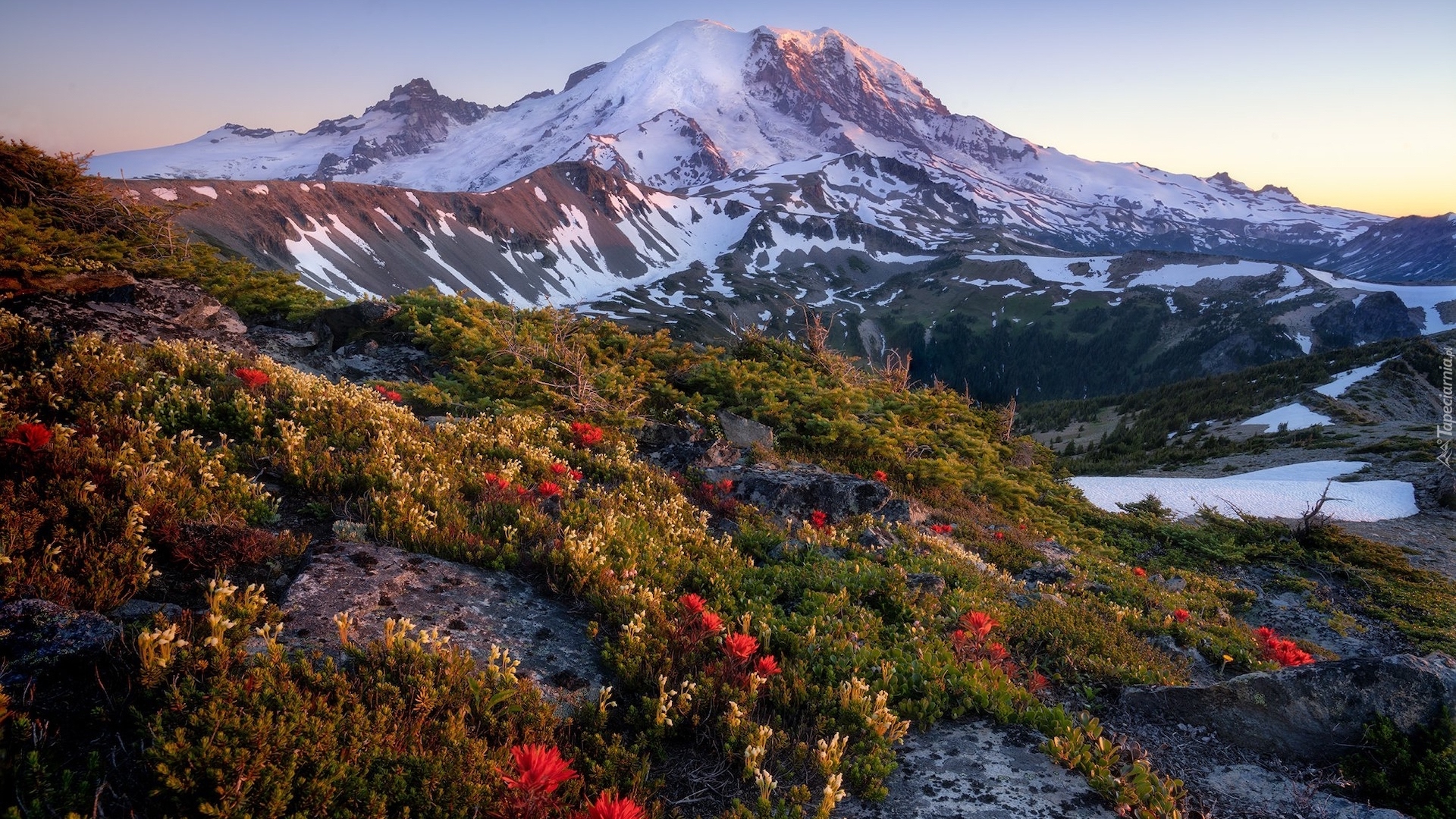 Stany Zjednoczone, Stan Waszyngton, Park Narodowy Mount Rainier, Stratowulkan Mount Rainier, Łąka, Kwiaty, Wschód słońca, Drzewa, Góry, Śnieg