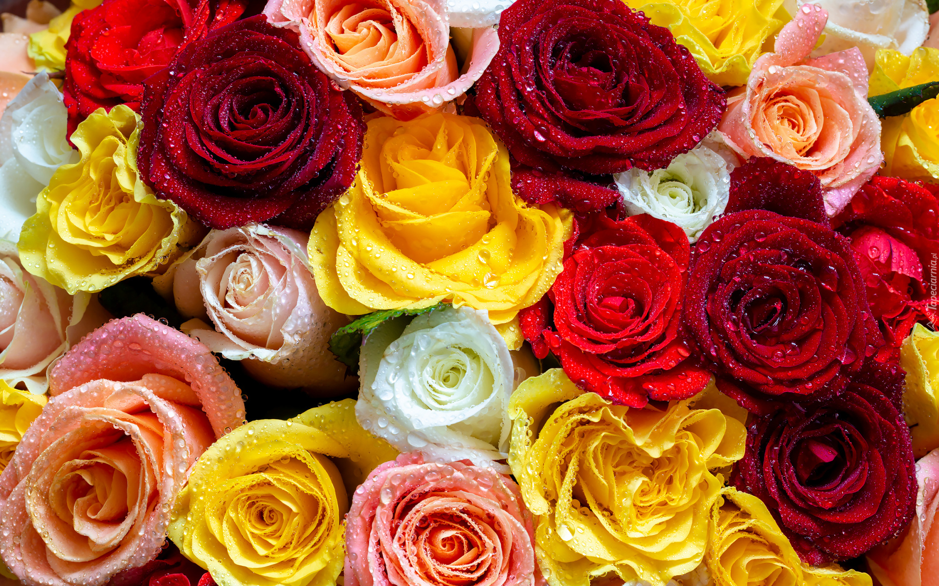 Kolorowe, Róże, Krople