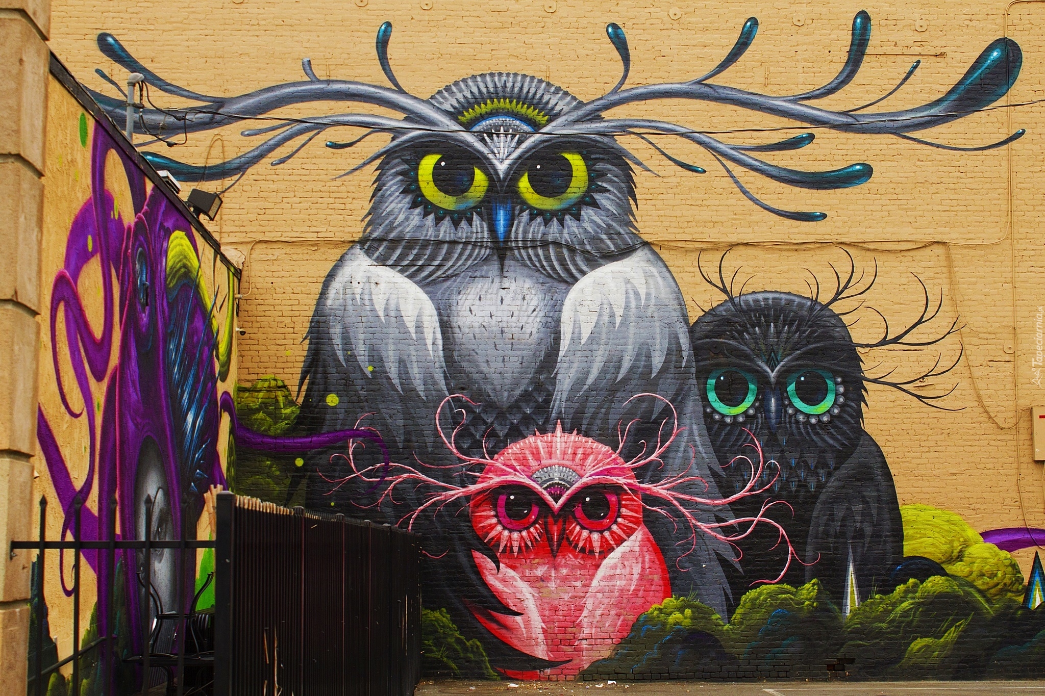 Kolorowe, Sowy, Mural, Street art