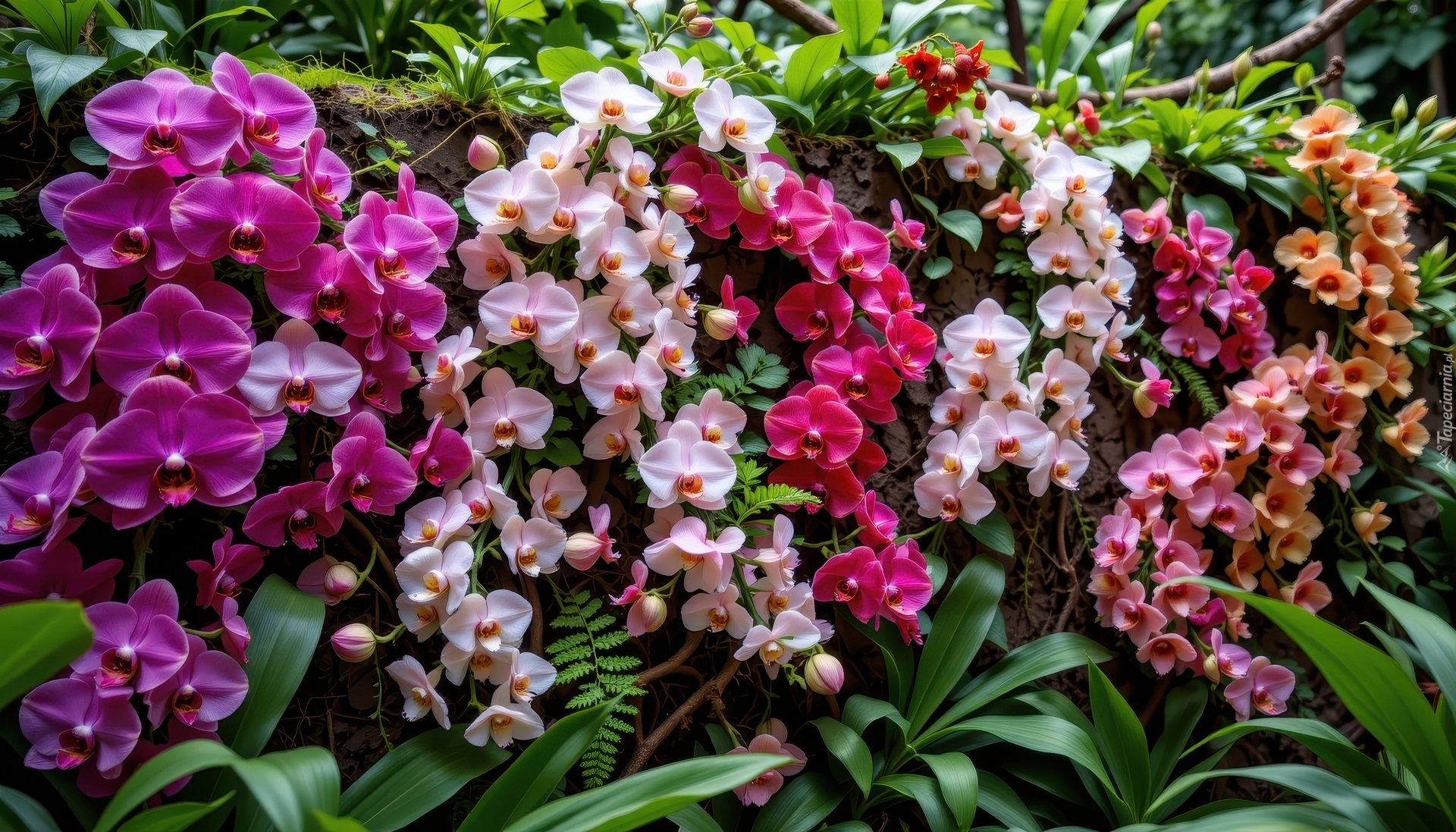 Kwiaty, Kolorowe, Storczyki, Liście, Mur, Grafika AI