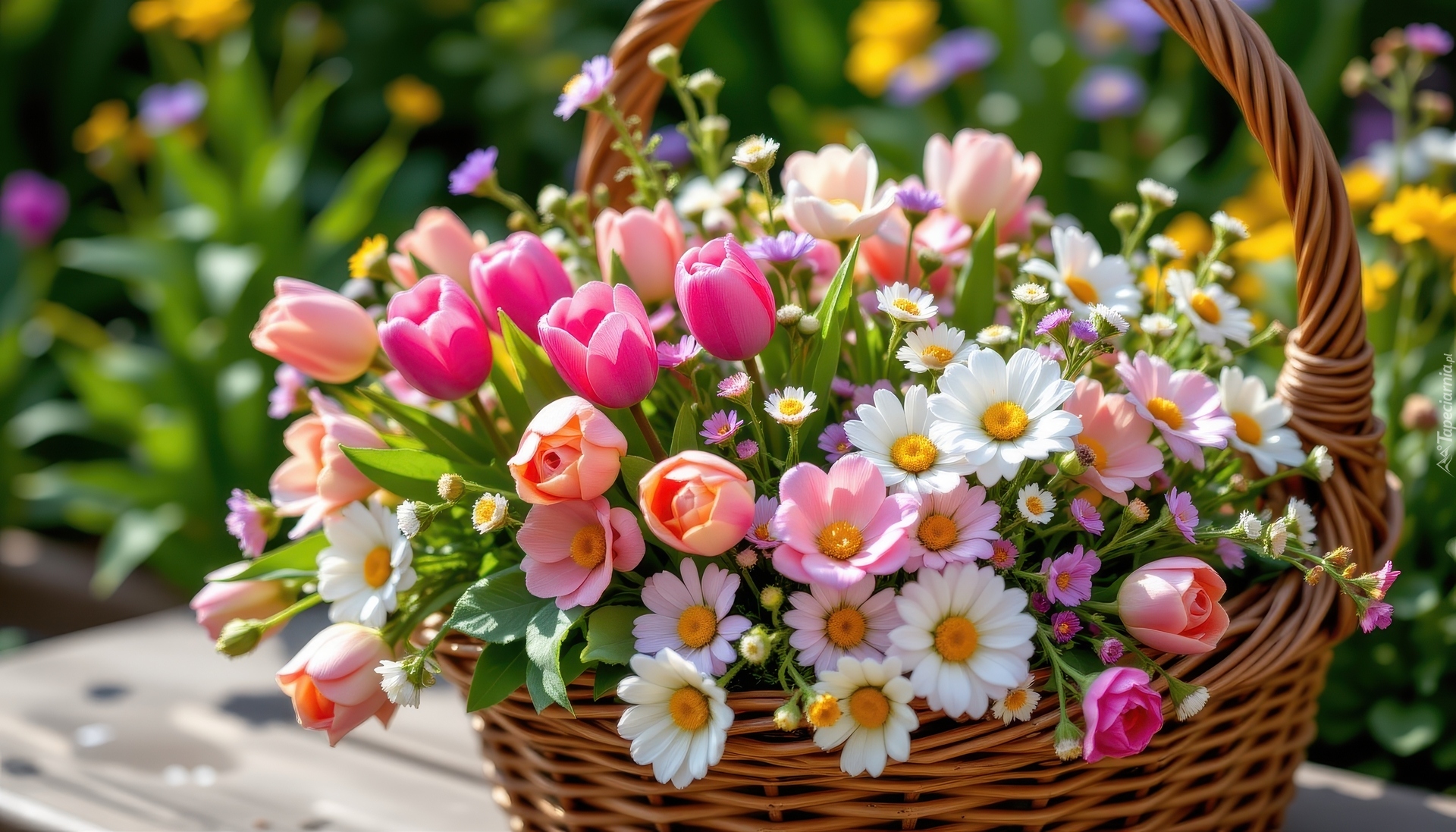 Kwiaty, Tulipany, Stokrotki, Wiklinowy, Koszyk