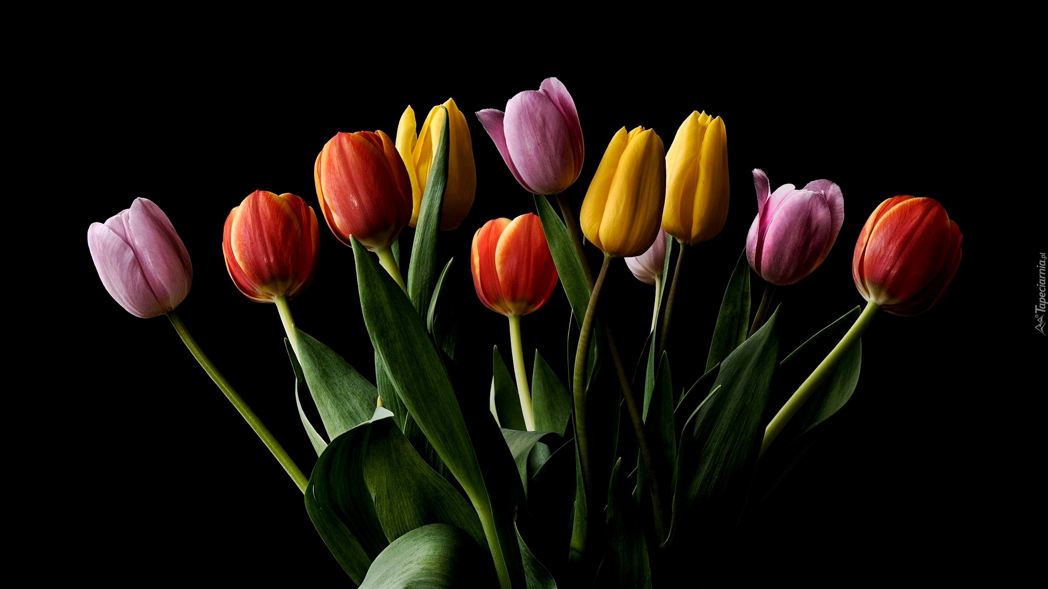 Kolorowe, Tulipany, Czarne tło