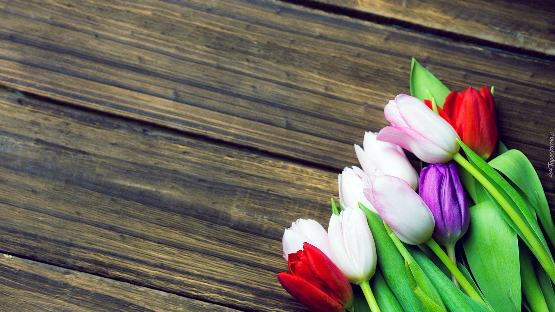 Kwiaty, Kolorowe, Tulipany, Deski