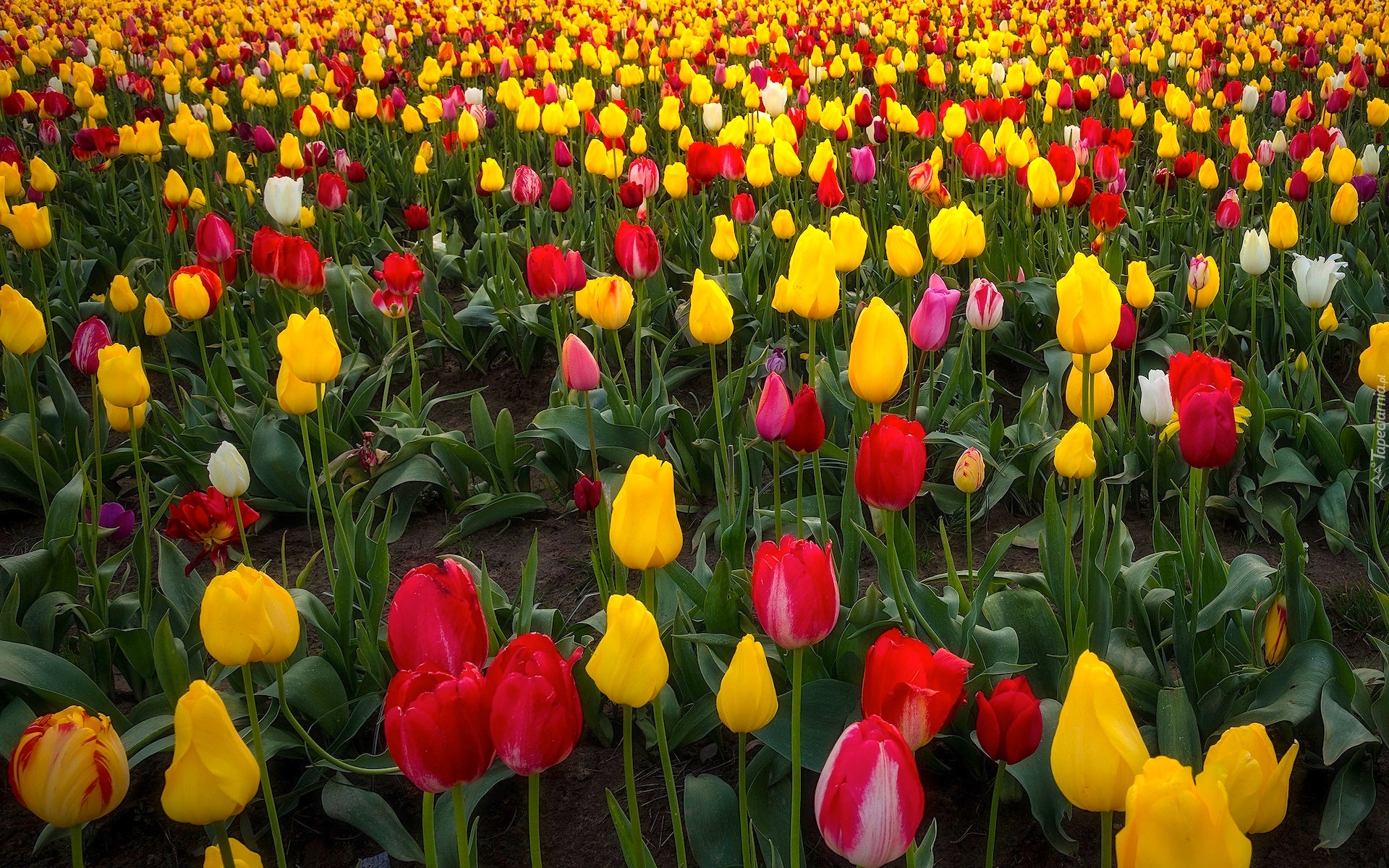 Farma, Wooden Shoe Tulip Farm, Pole, Tulipany, Stan Oregon, Stany Zjednoczone