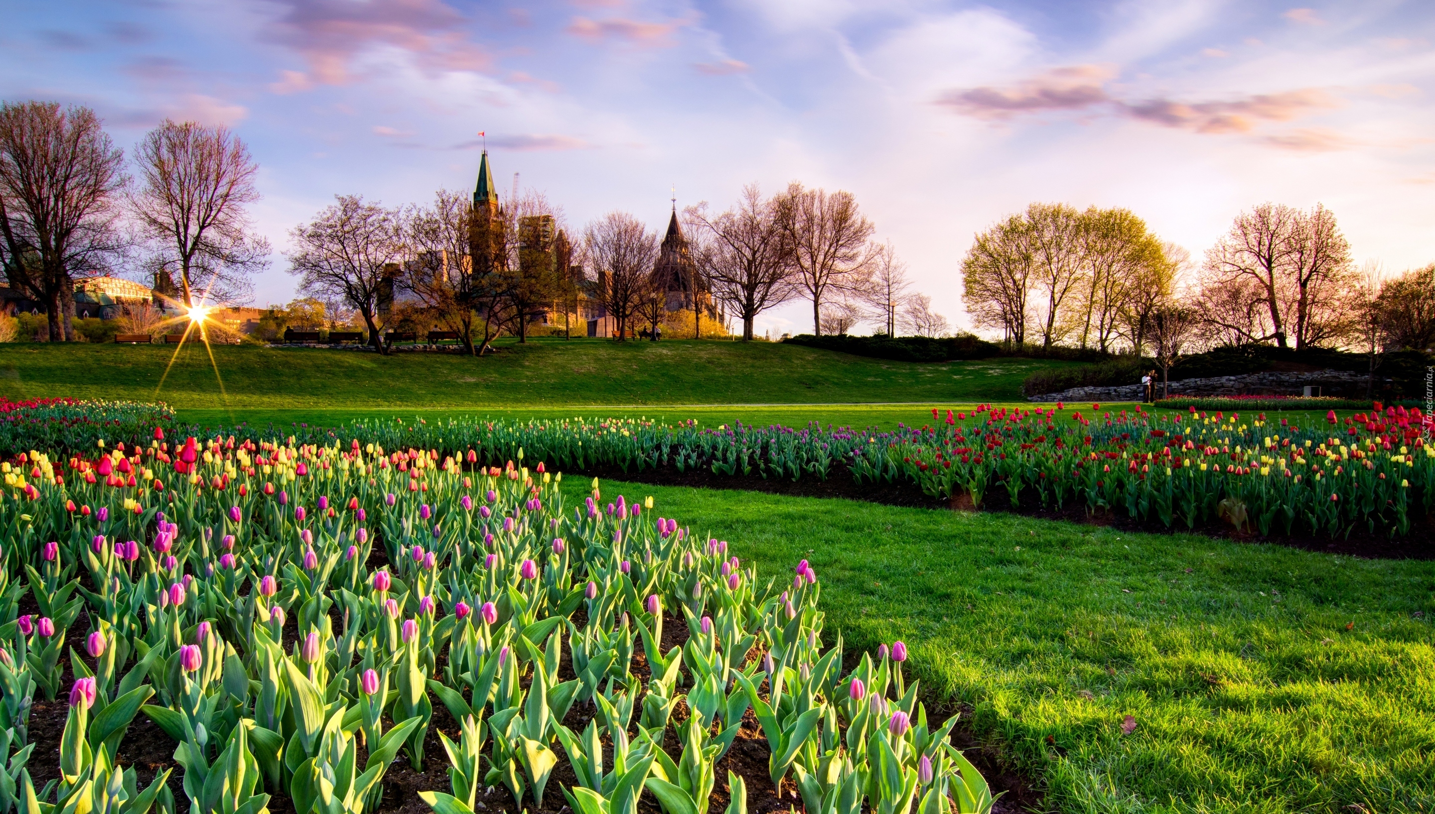 Klomby, Tulipany, Drzewa, Promienie słońca, Park, Wiosna, Budynek, Parlament, Ottawa, Kanada