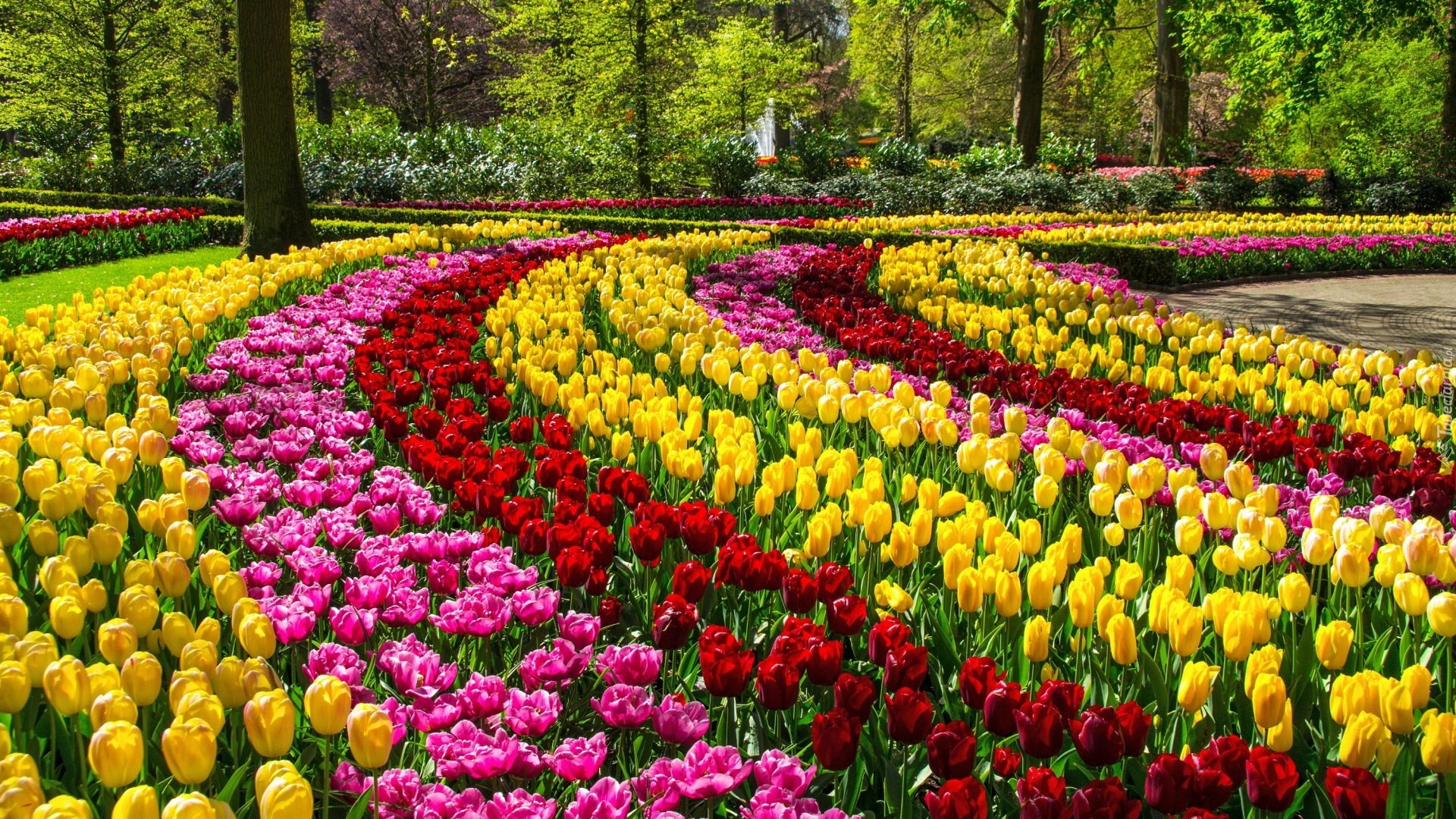 Kolorowe, Tulipany, Park