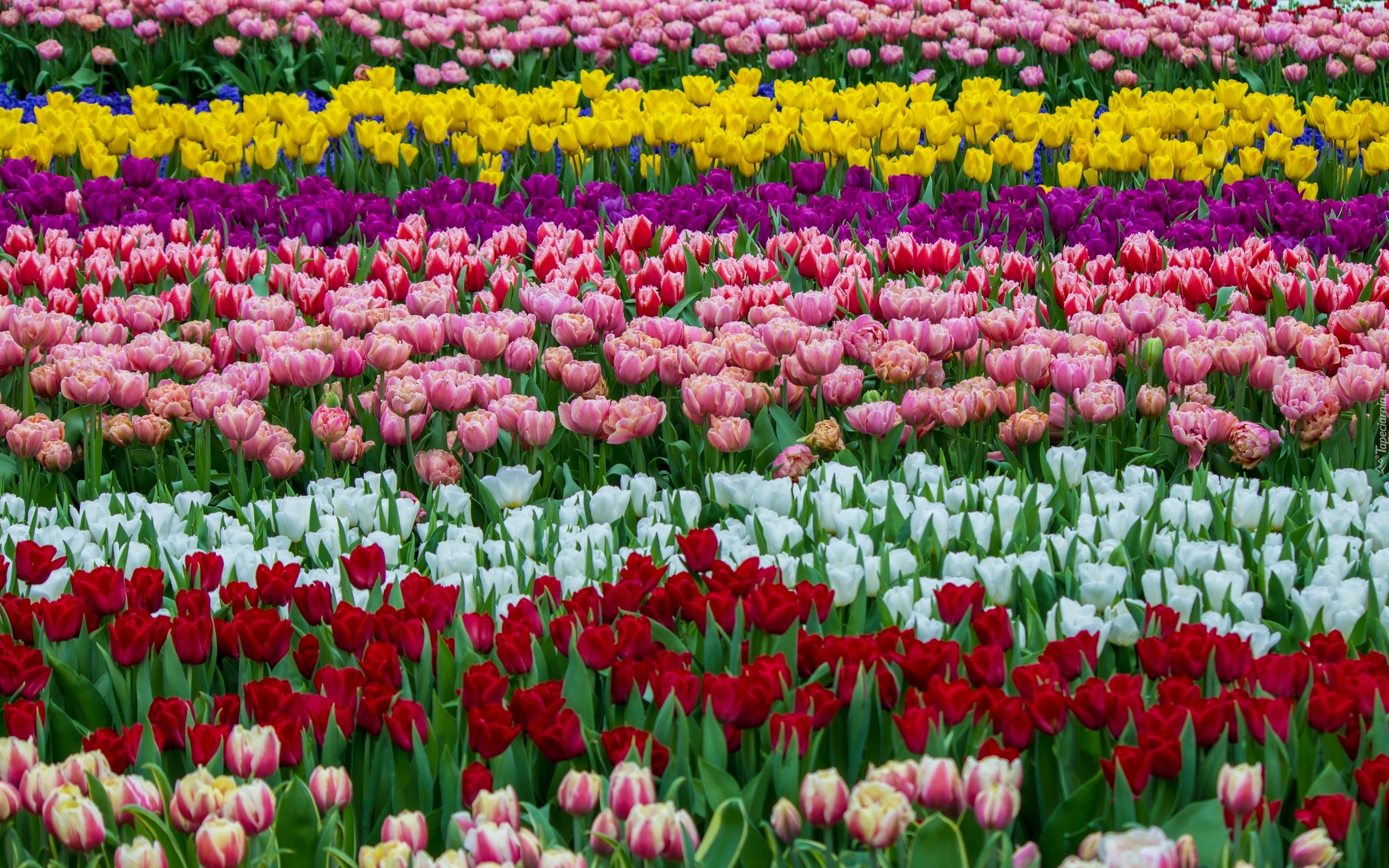 Pole, Kolorowe, Tulipany, Kwiaty