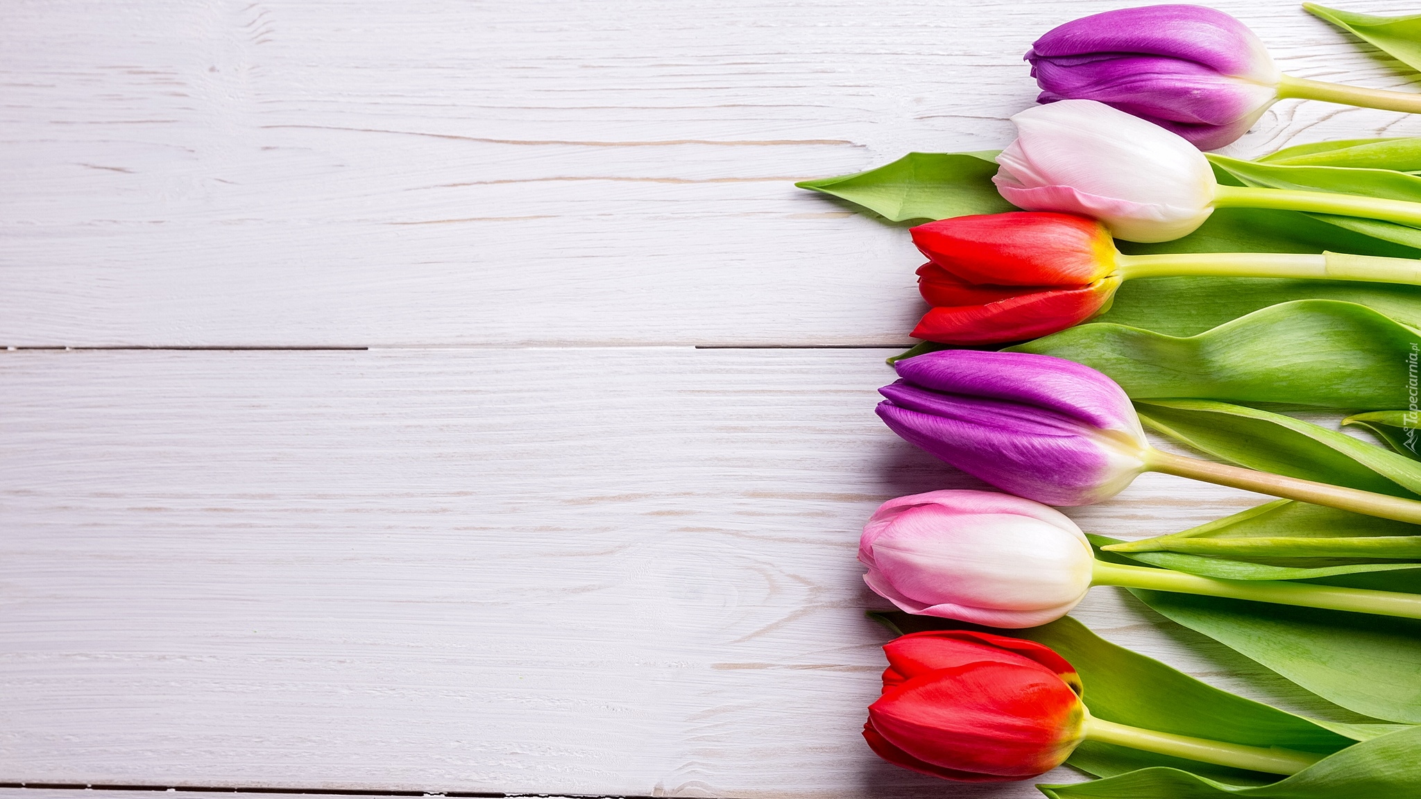 Kolorowe, Tulipany, Białe, Deski