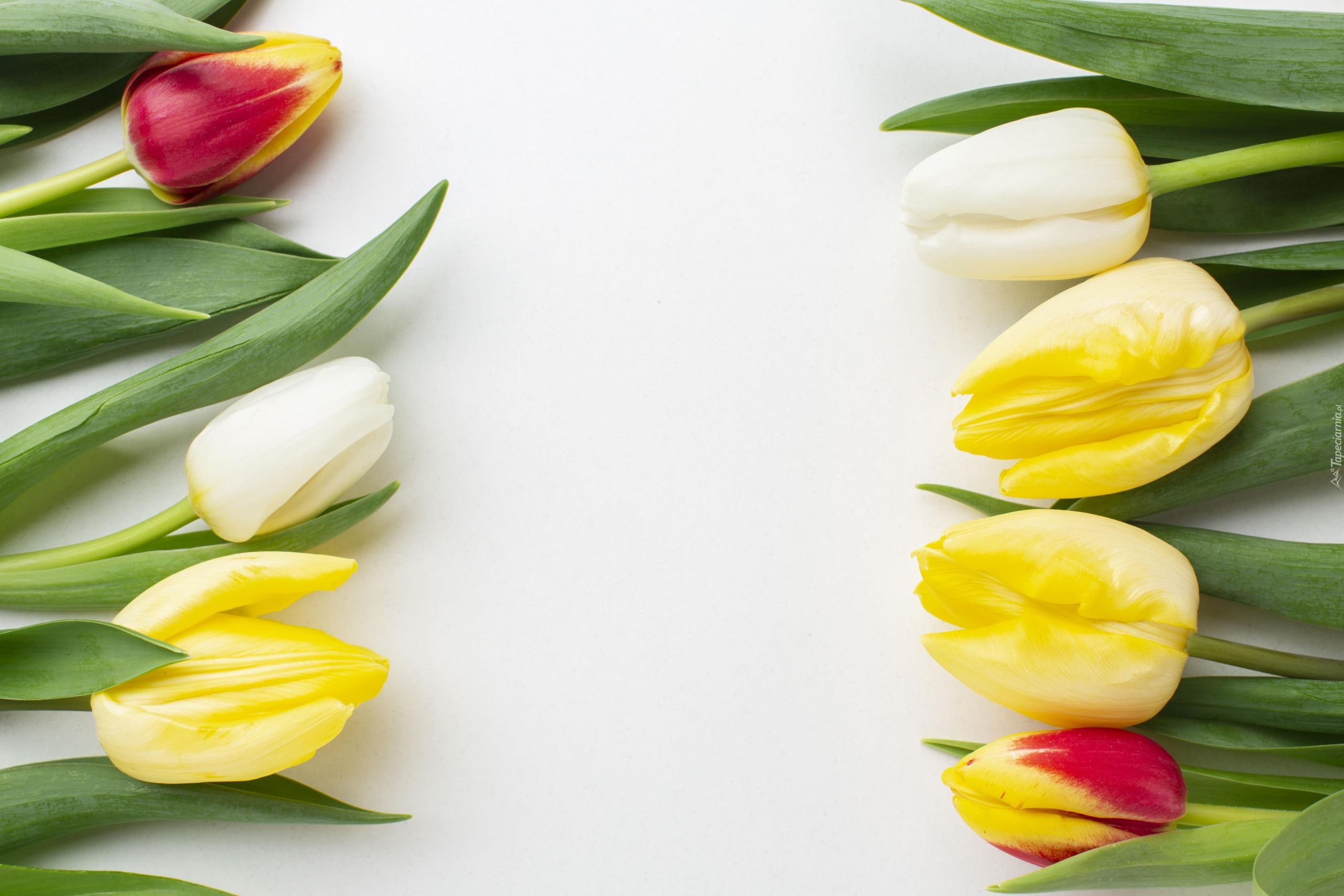 Kwiaty, Kolorowe, Tulipany, Białe tło