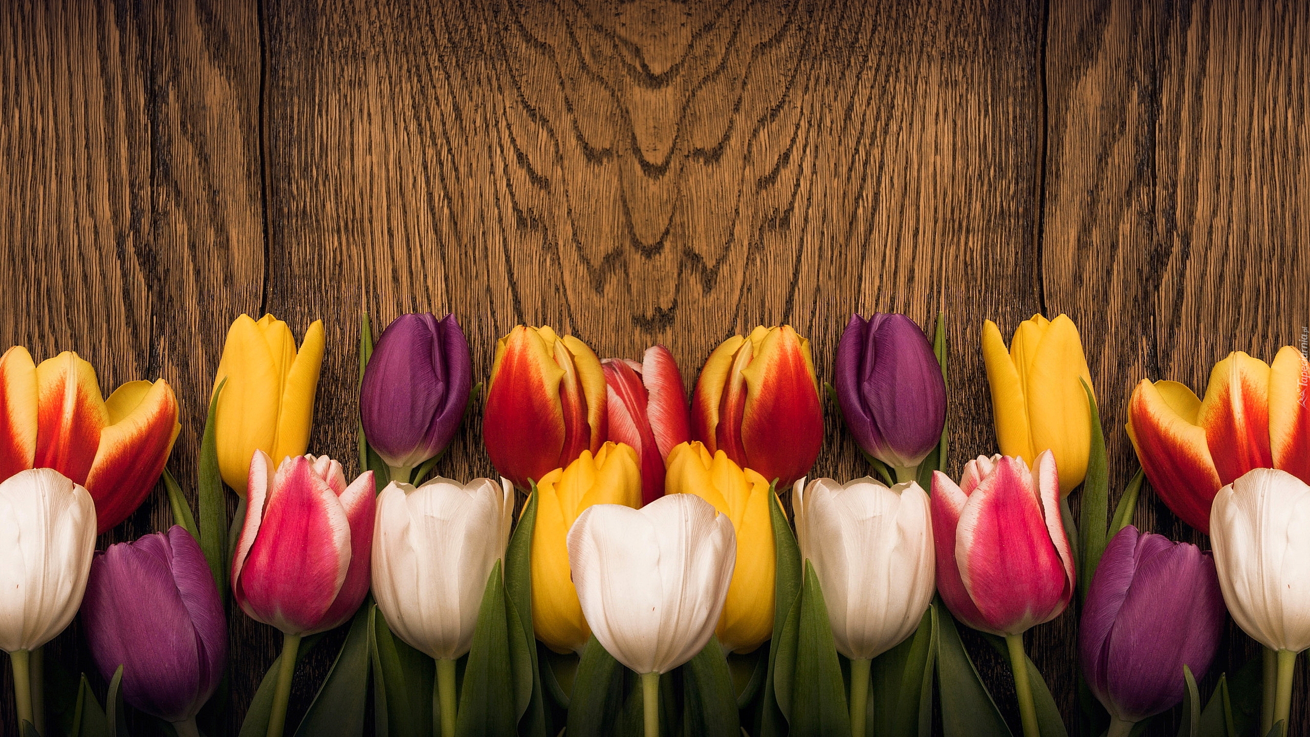 Kolorowe, Tulipany, Drewno, Deska