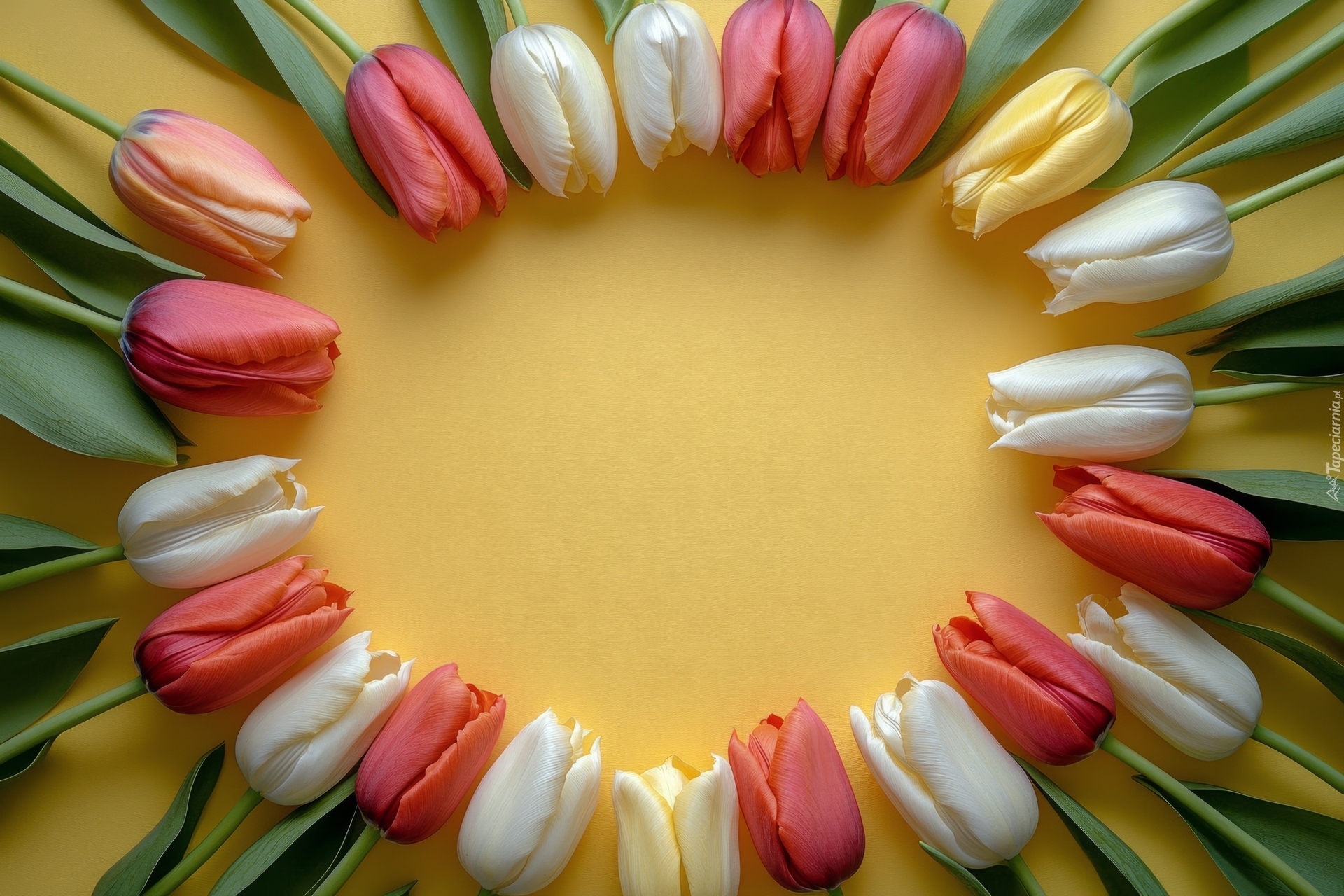 Kolorowe, Tulipany, Żółte, Tło