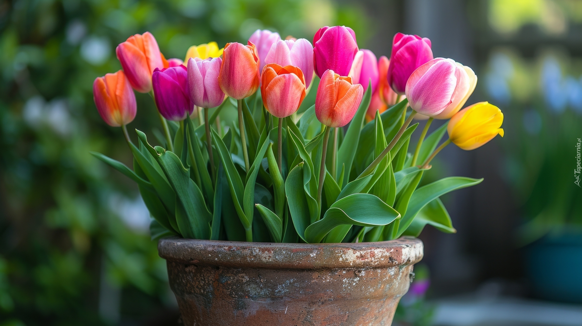 Kolorowe, Tulipany, Donica