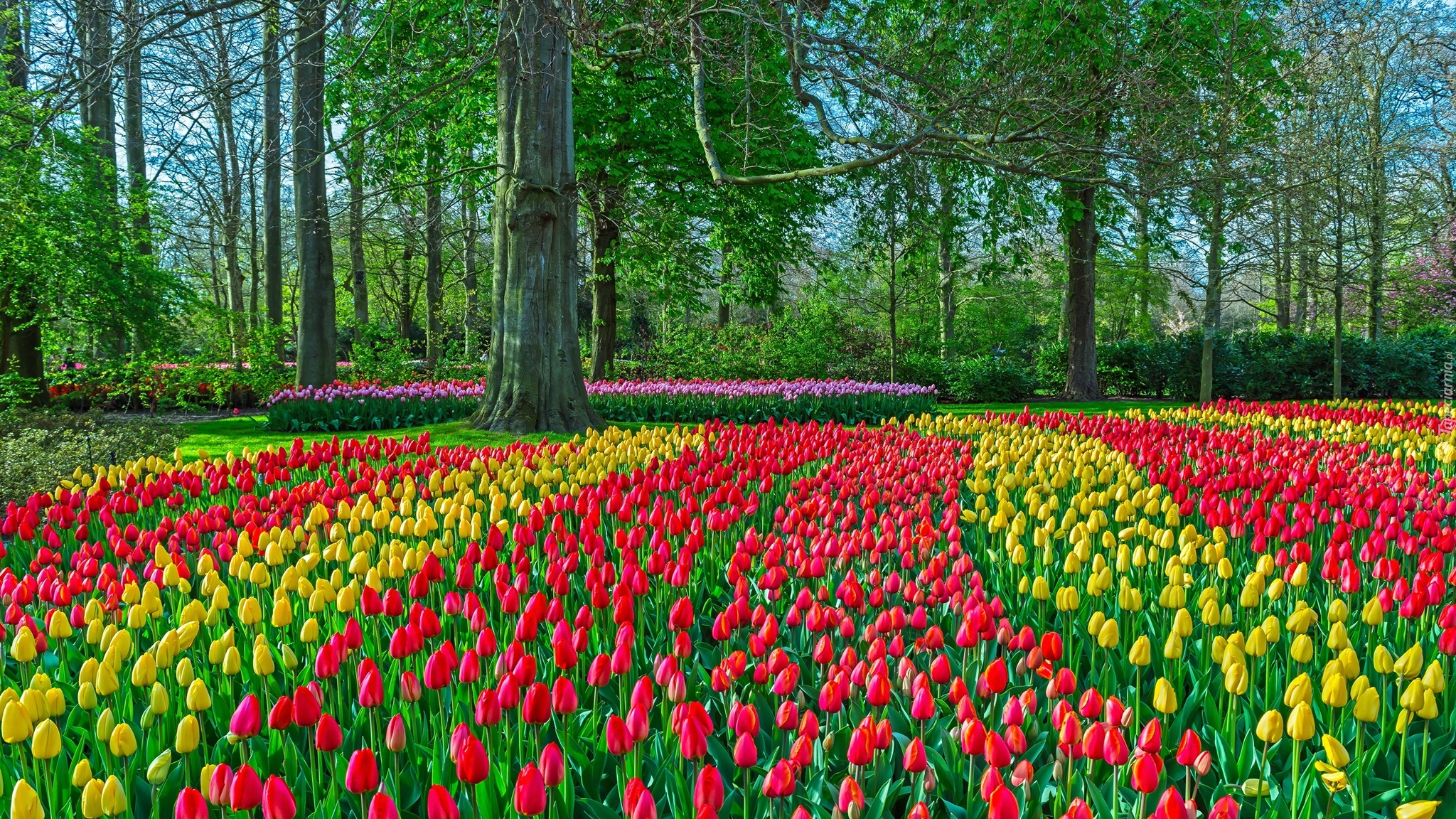 Park, Wiosna, Drzewa, Tulipany