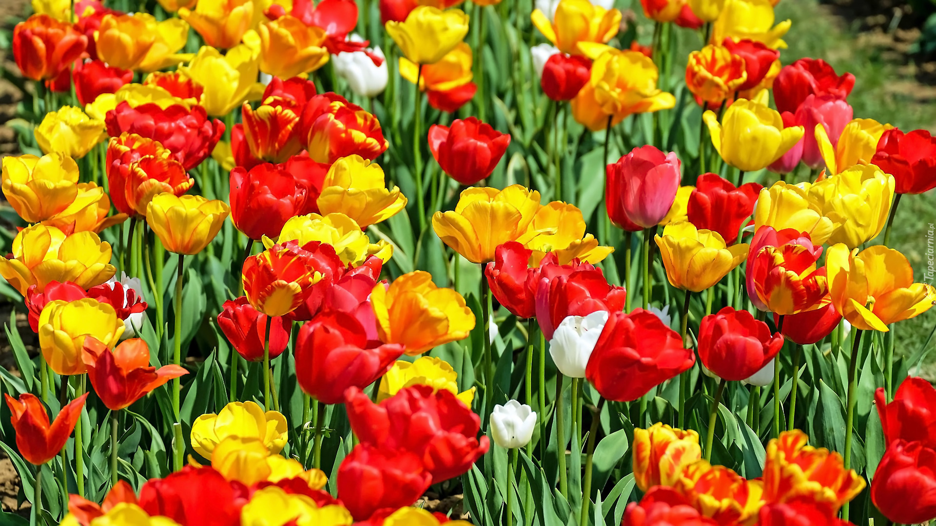 Rozświetlone, Kwiaty, Tulipany, Kolorowe