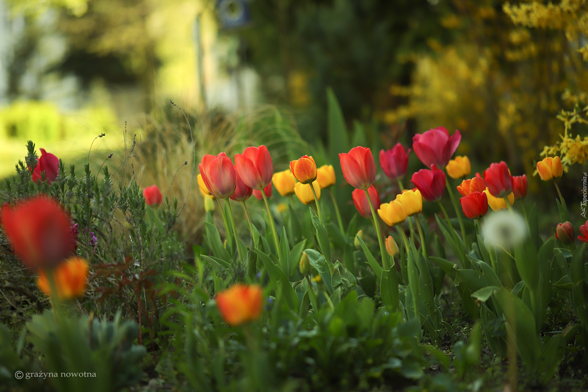 Kolorowe, Tulipany, Kwiaty, Trawa