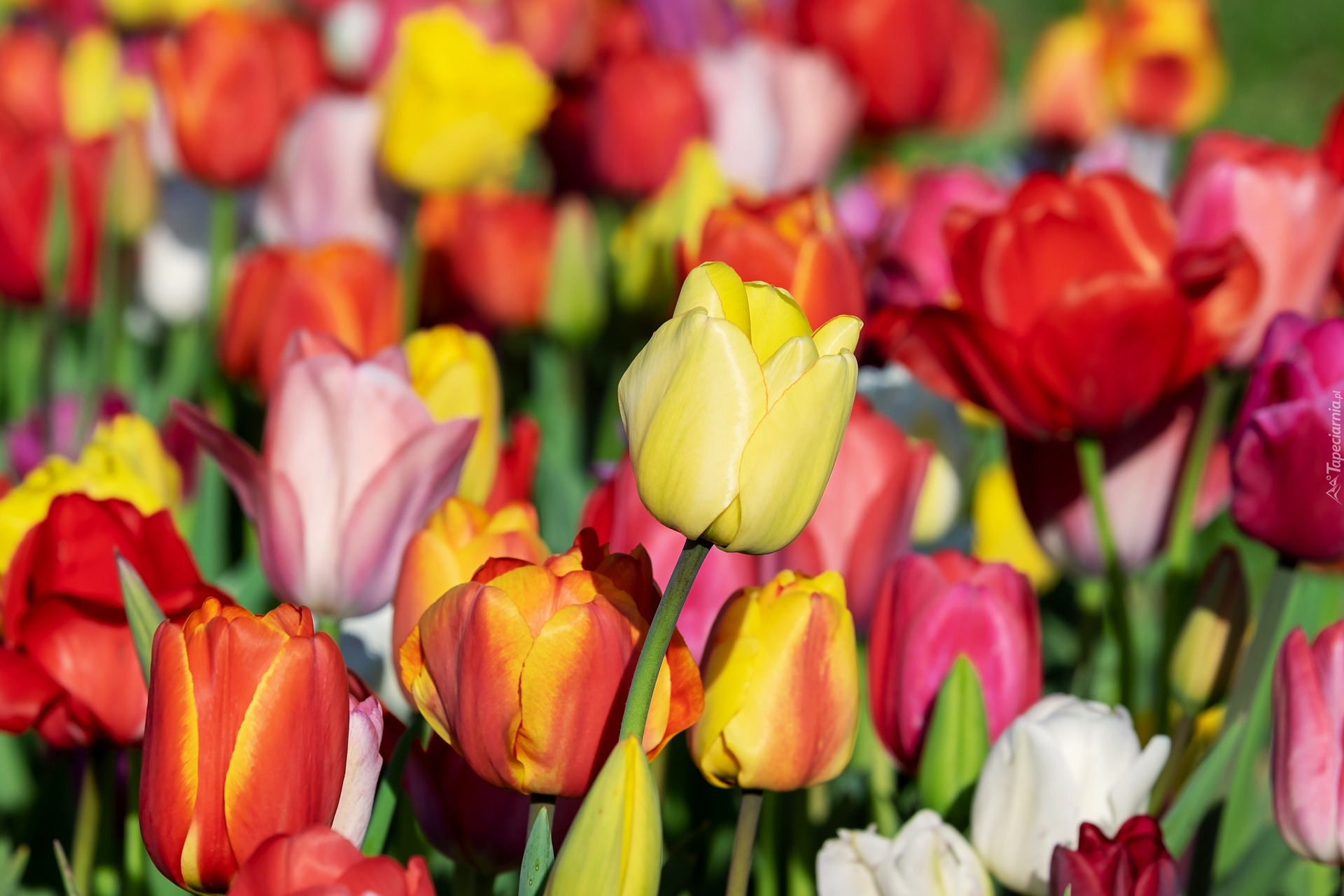 Kwiaty, Tulipany, Zbliżenie, Rozmyte tło