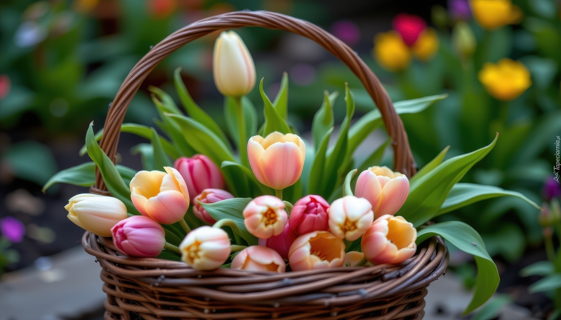 Kolorowe, Tulipany, Wiklinowy, Koszyk