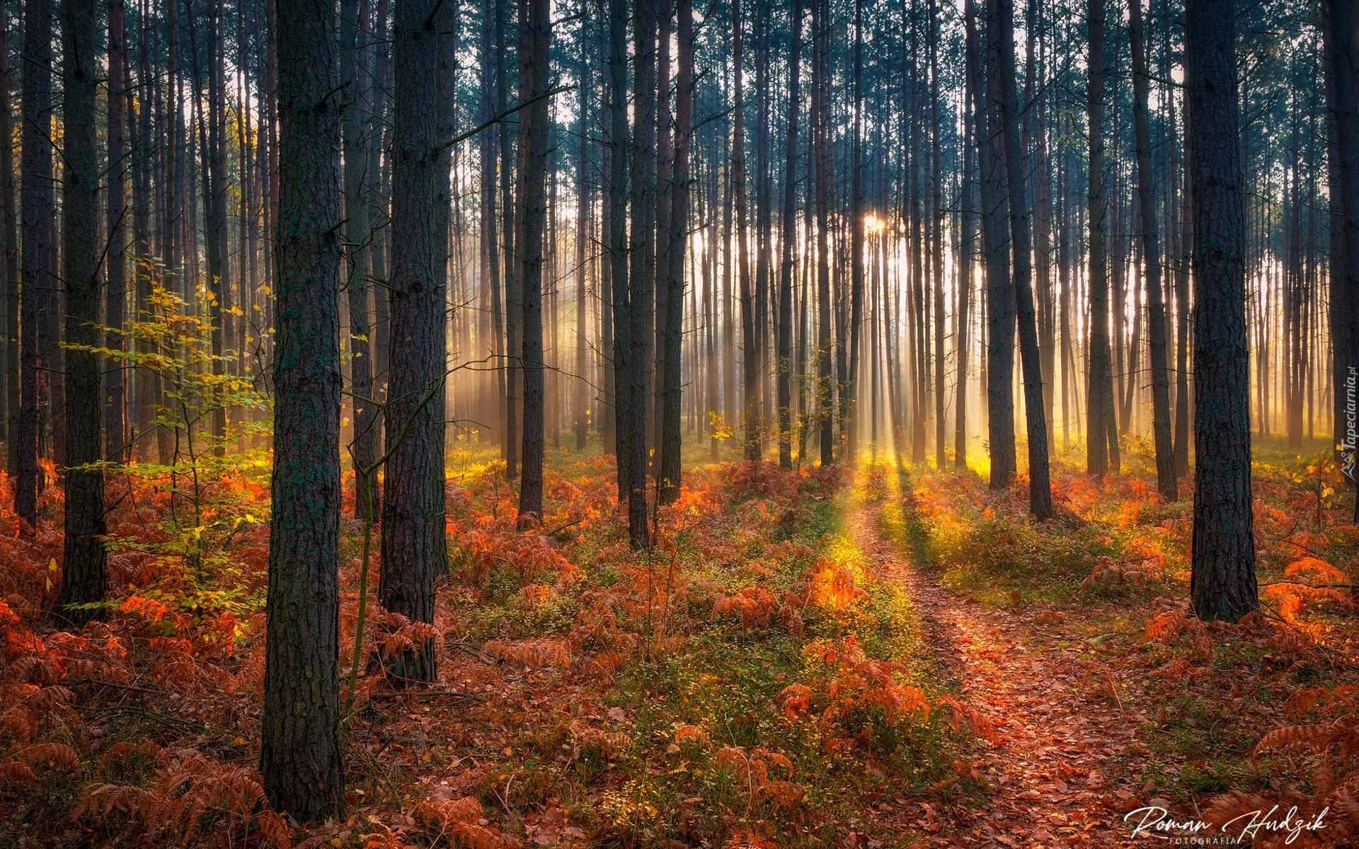 Las, Drzewa, Roślinność, Jesień, Przebijające światło