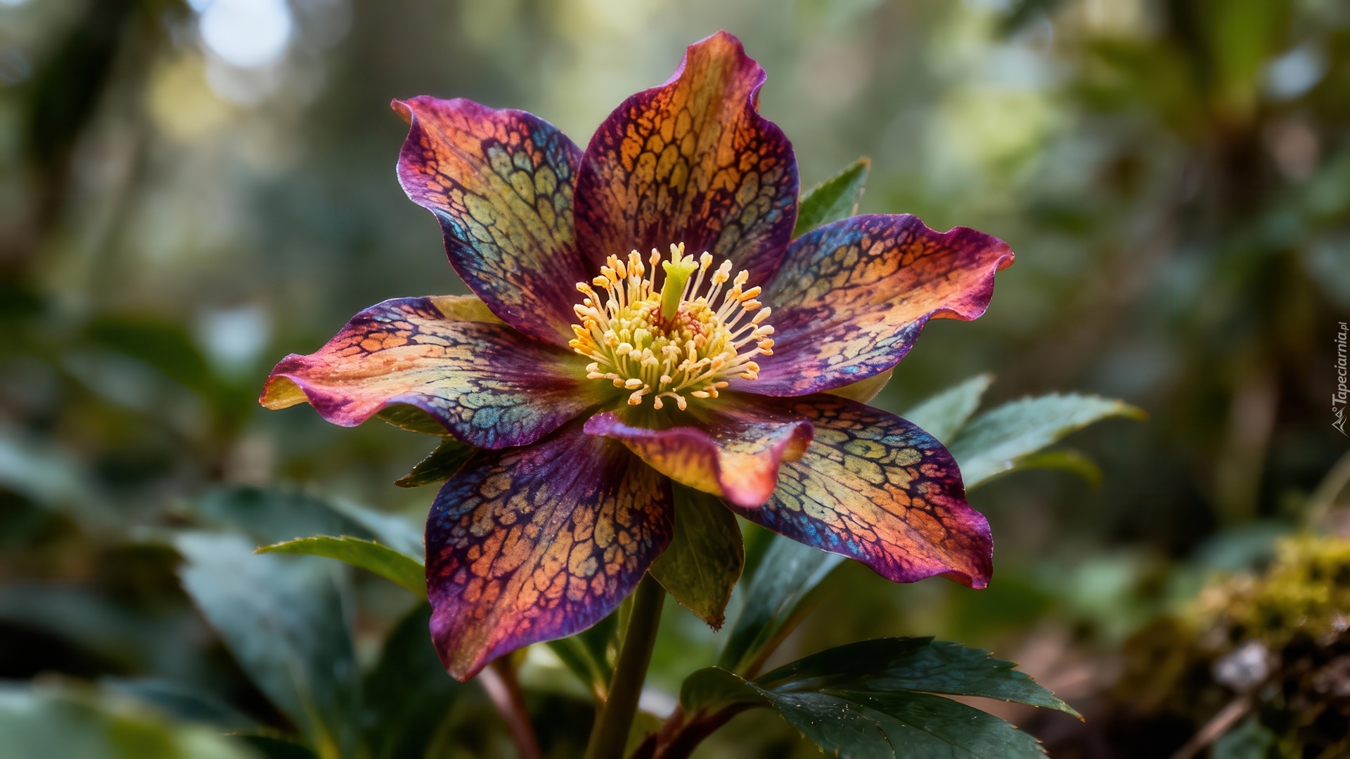 Kwiat, Kolorowy, Liście, Grafika AI