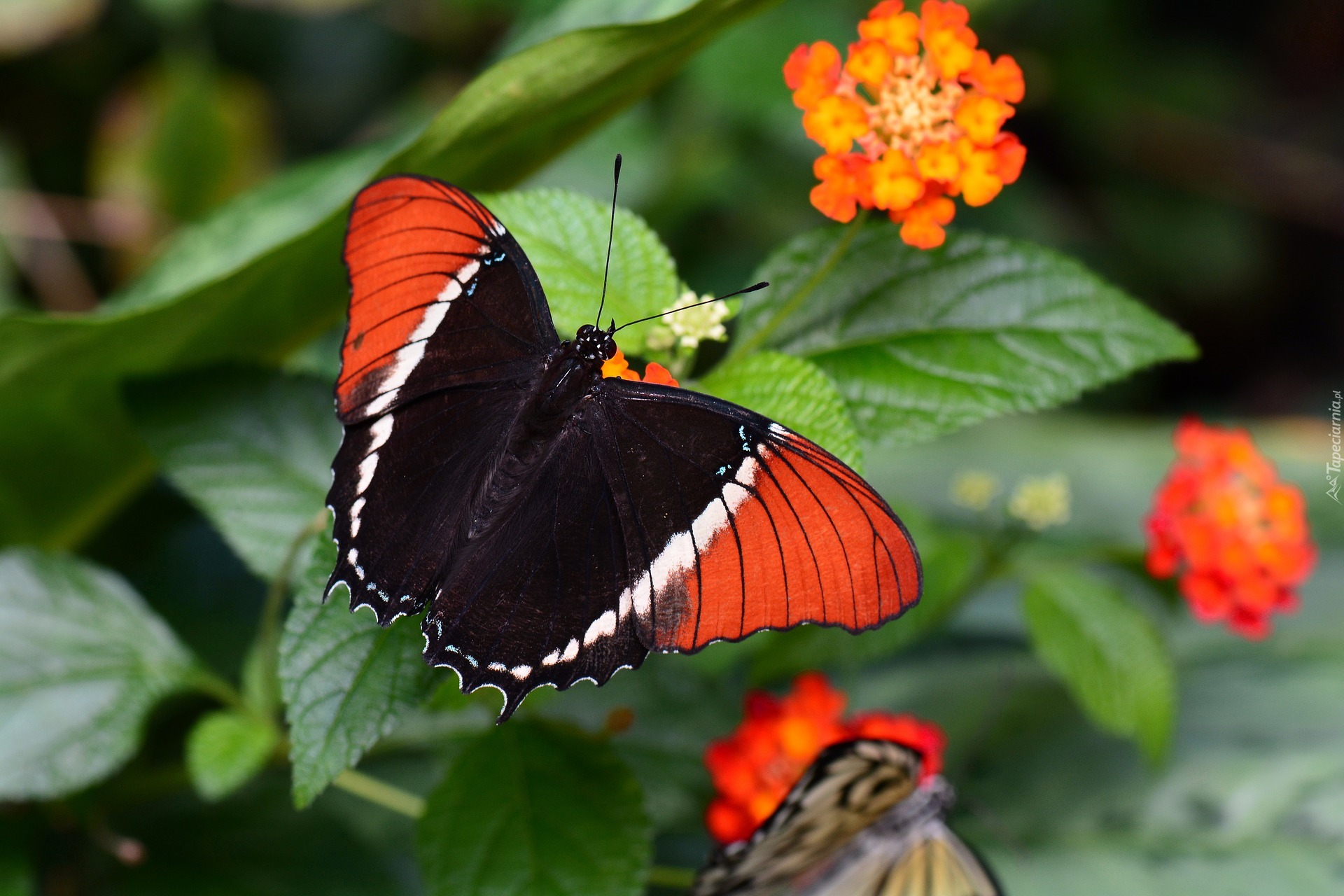 Czerwono-czarny, Motyl, Kwiat