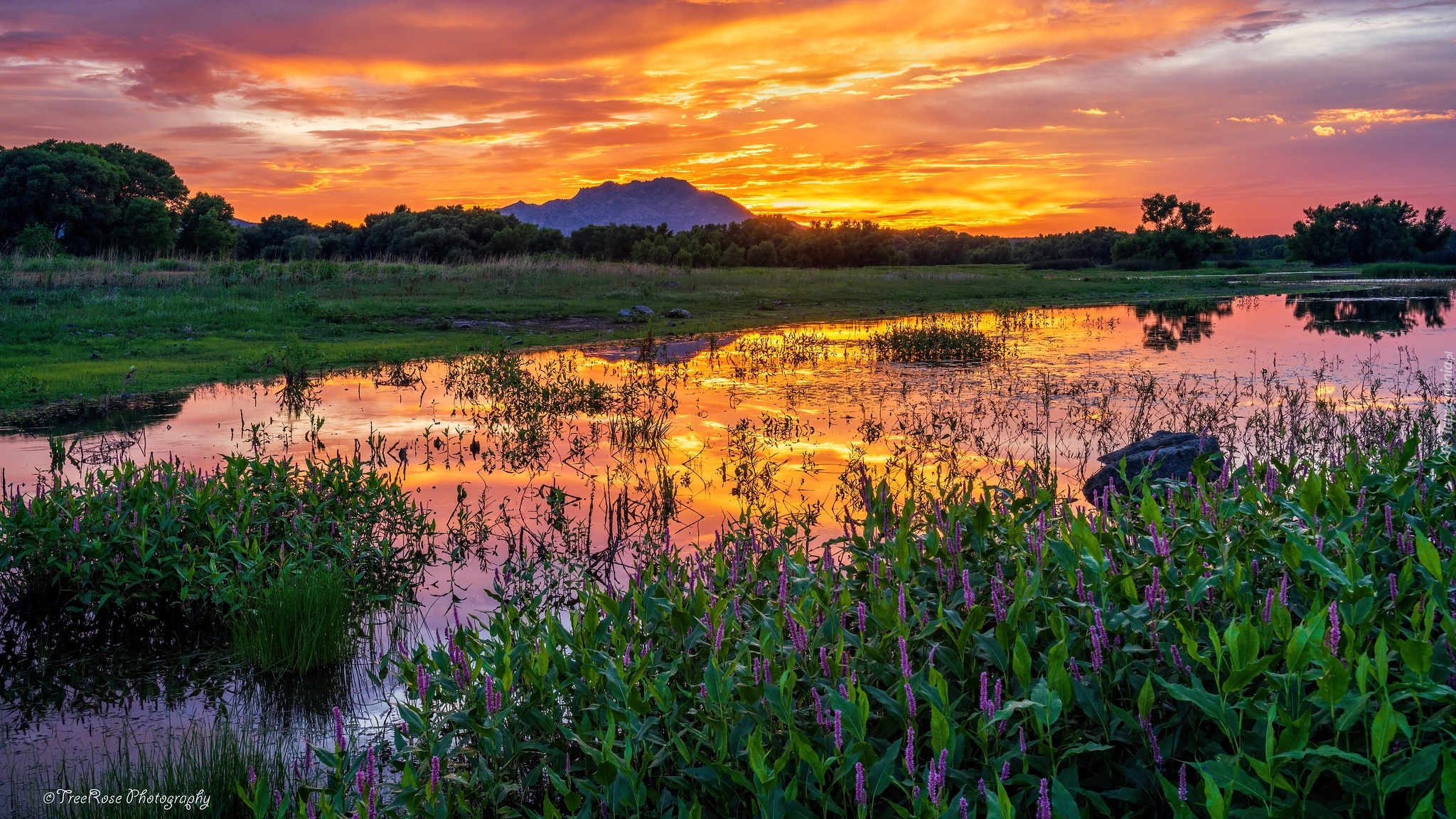 Zachód słońca, Jezioro, Willow Lake, Szuwary, Odbicie, Arizona, Stany Zjednoczone