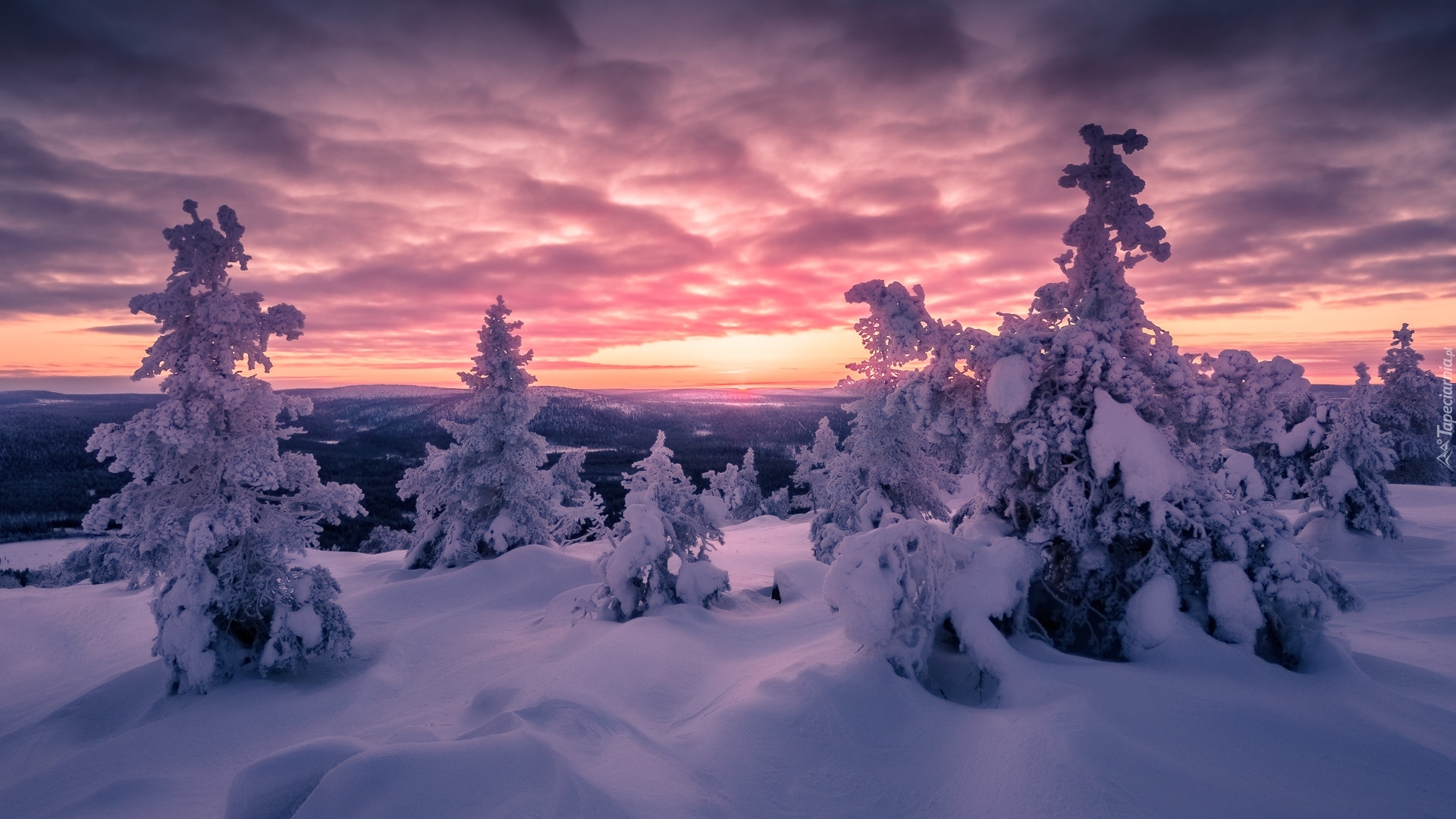 Zima, Ośnieżone, Drzewa, Zachód słońca, Sallatunturi, Laponia, Finlandia
