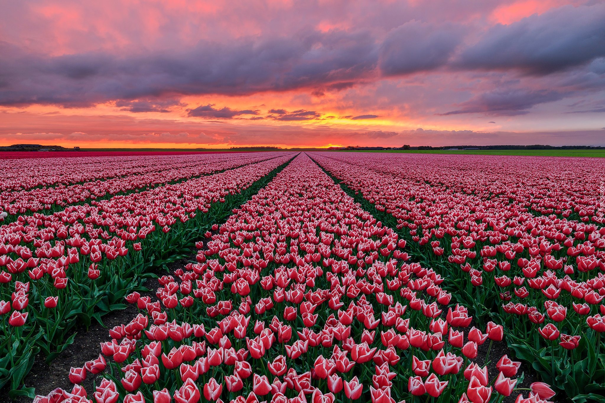 Plantacja, Tulipanów, Tulipany, Zachód słońca