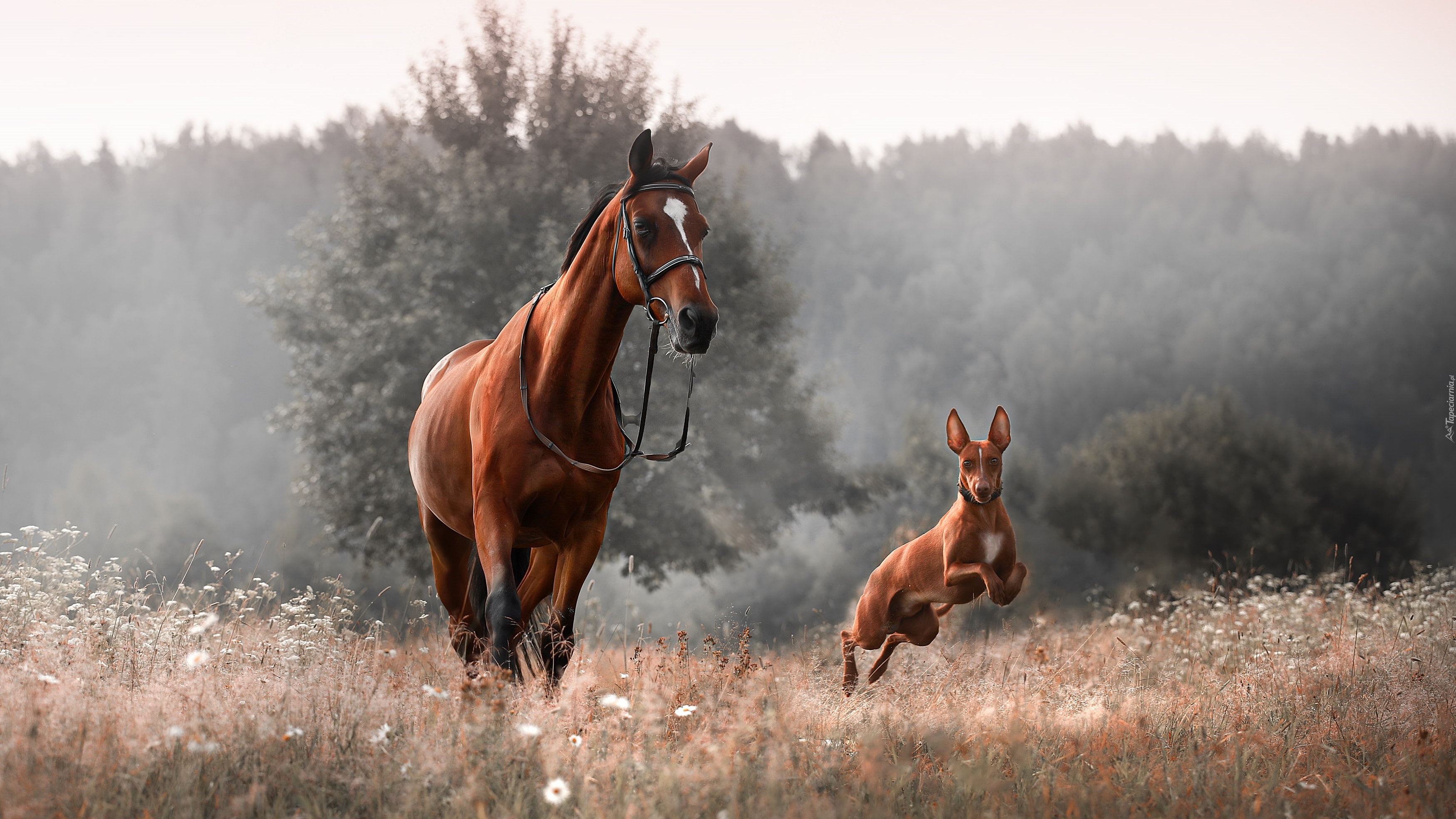 Koń, Pies, Podenco, Łąka