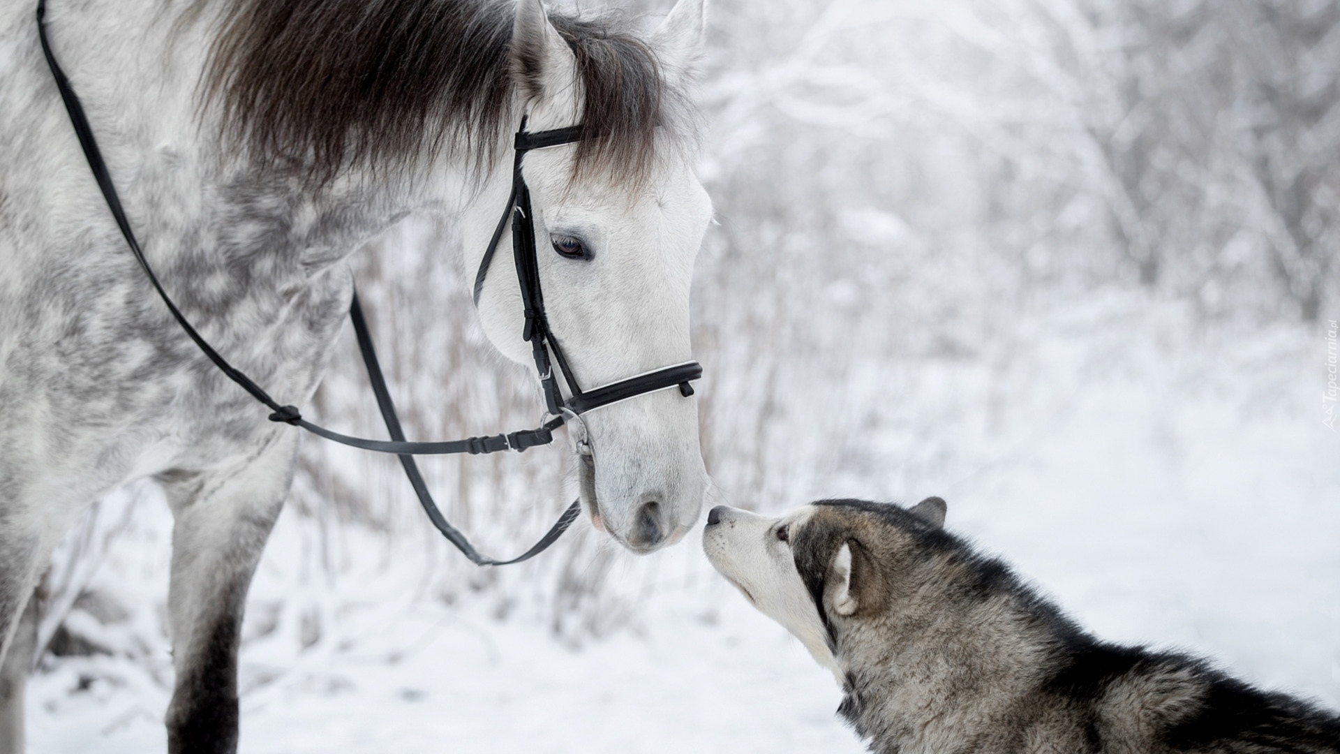 Koń, Pies, Siberian husky, Zima