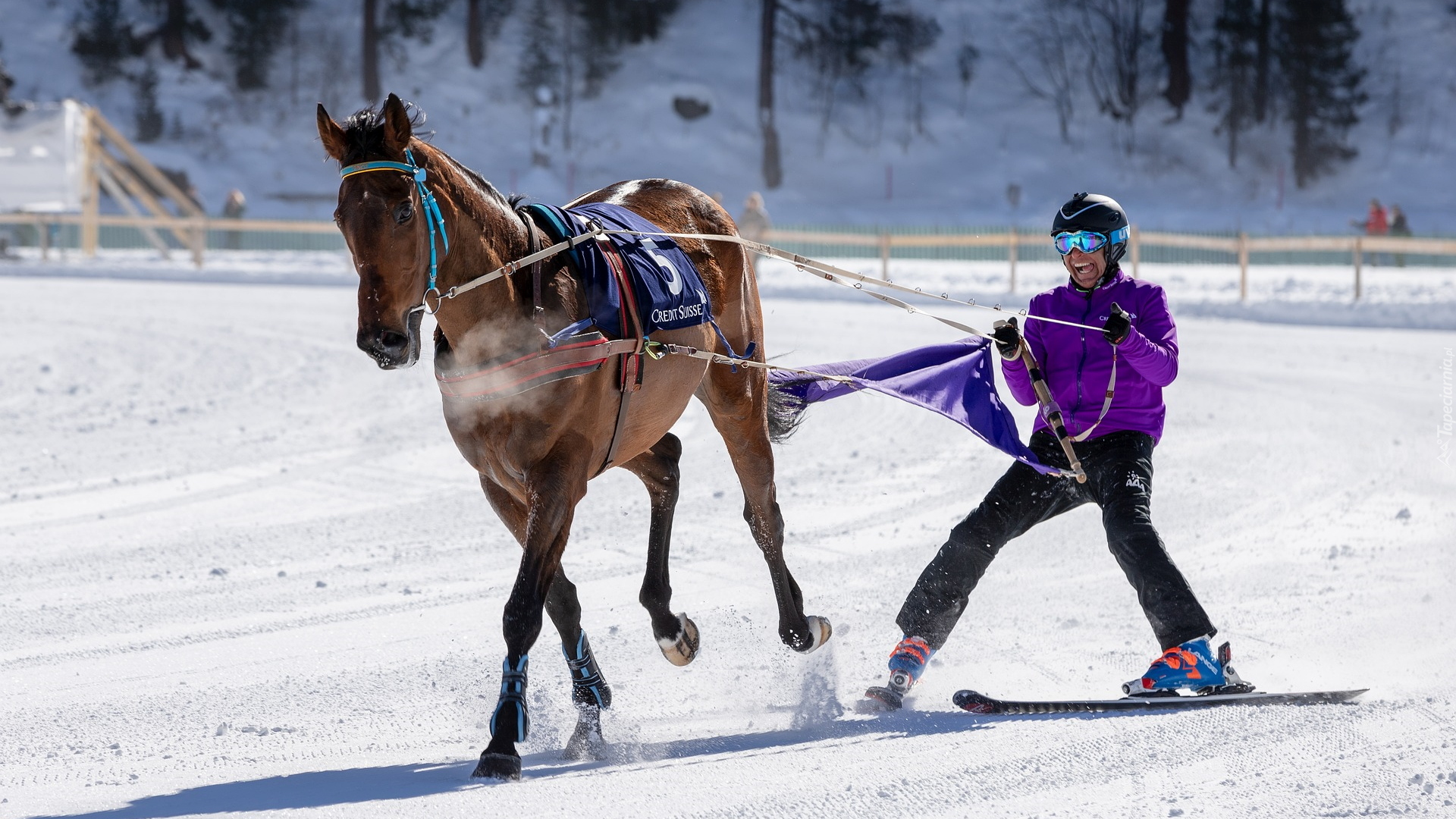 Koń, Zawodnik, Wyścigi konne, White Turf, Sankt Moritz, Szwajcaria