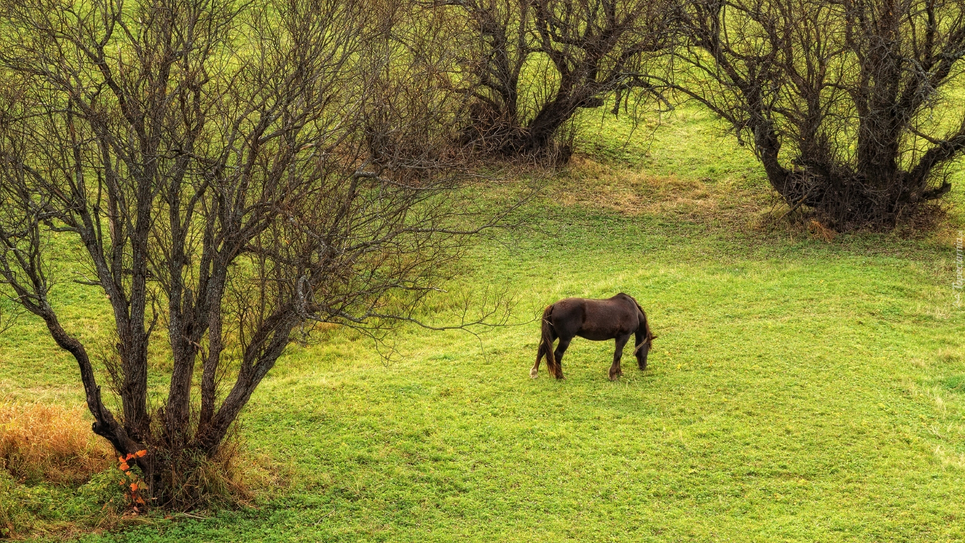 Drzewa, Łąka, Koń