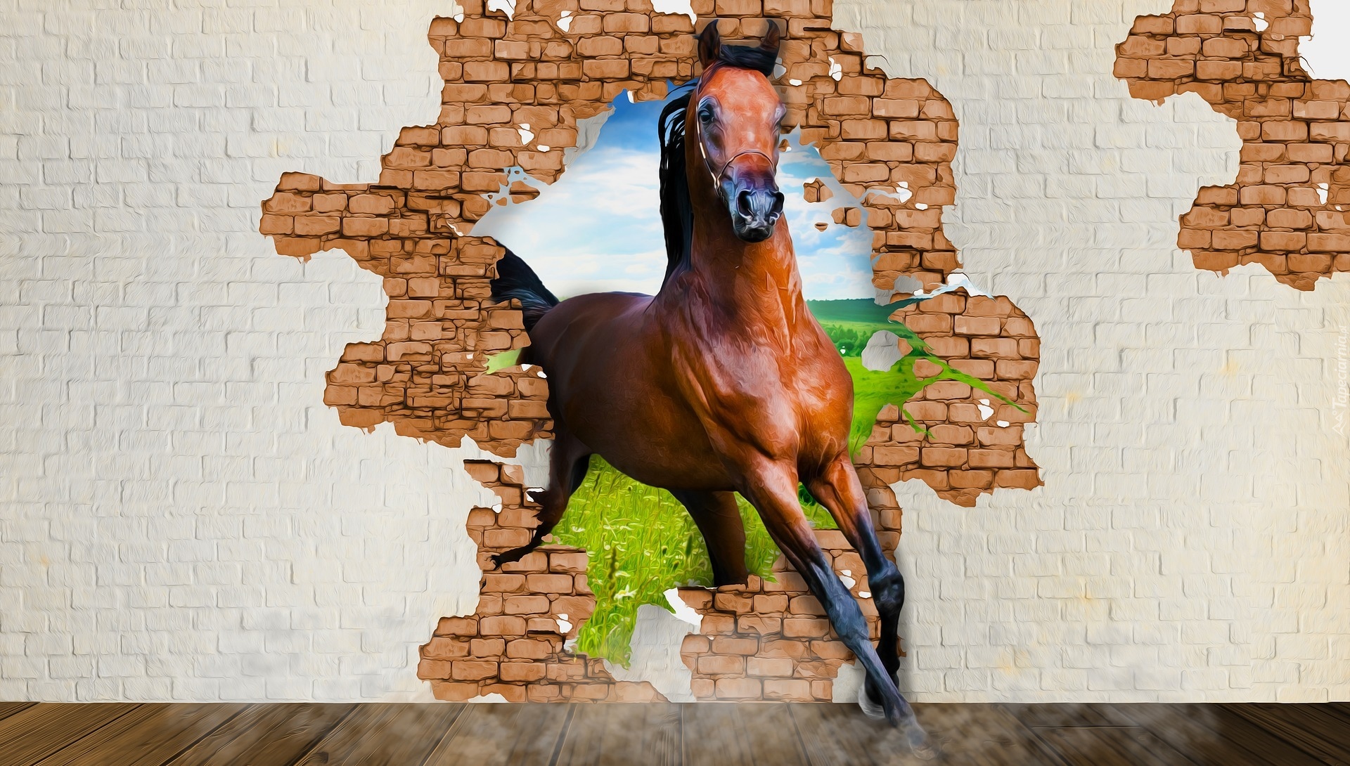 Koń, Mur, Grafika