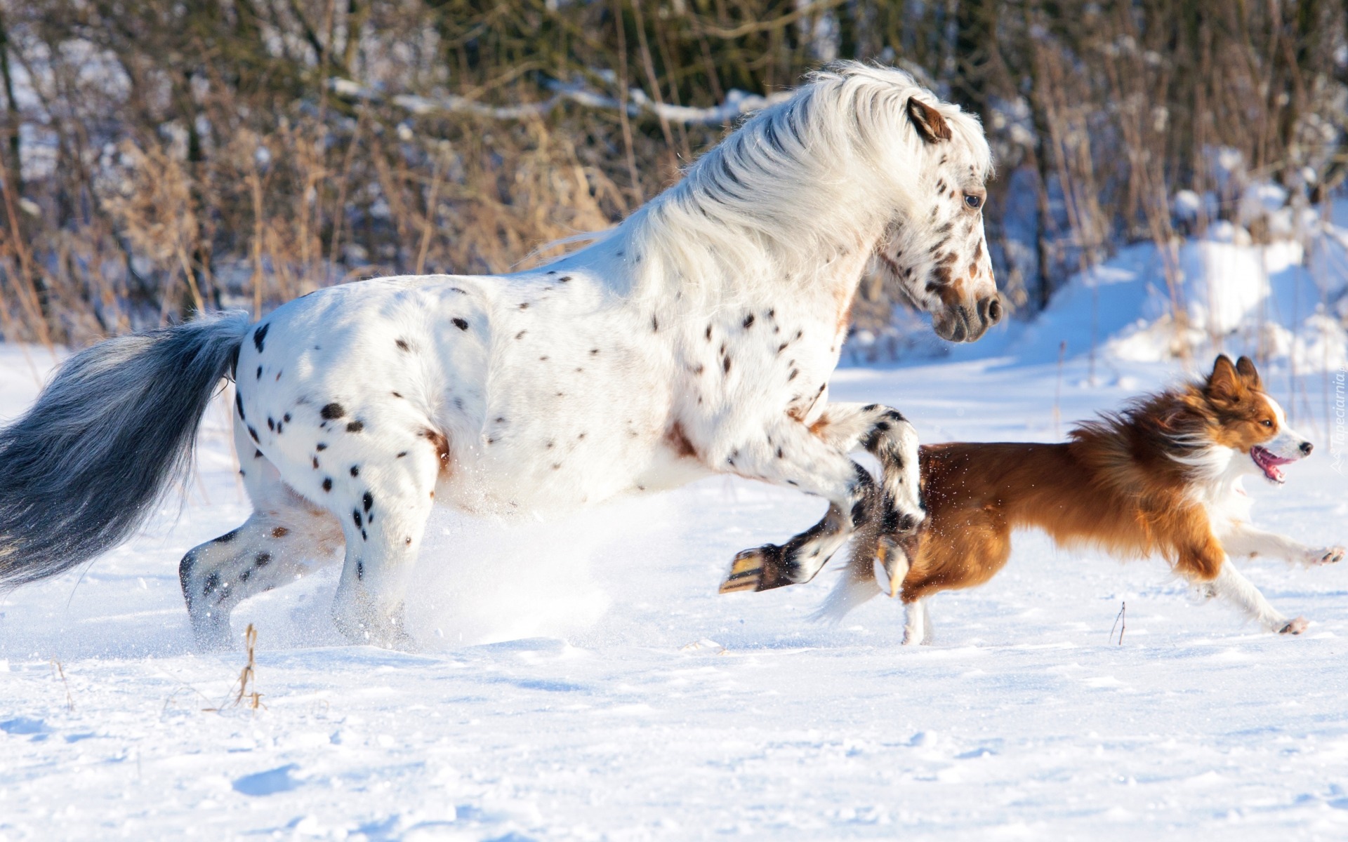 Biegnący, Koń Appaloosa, Border collie, Śnieg