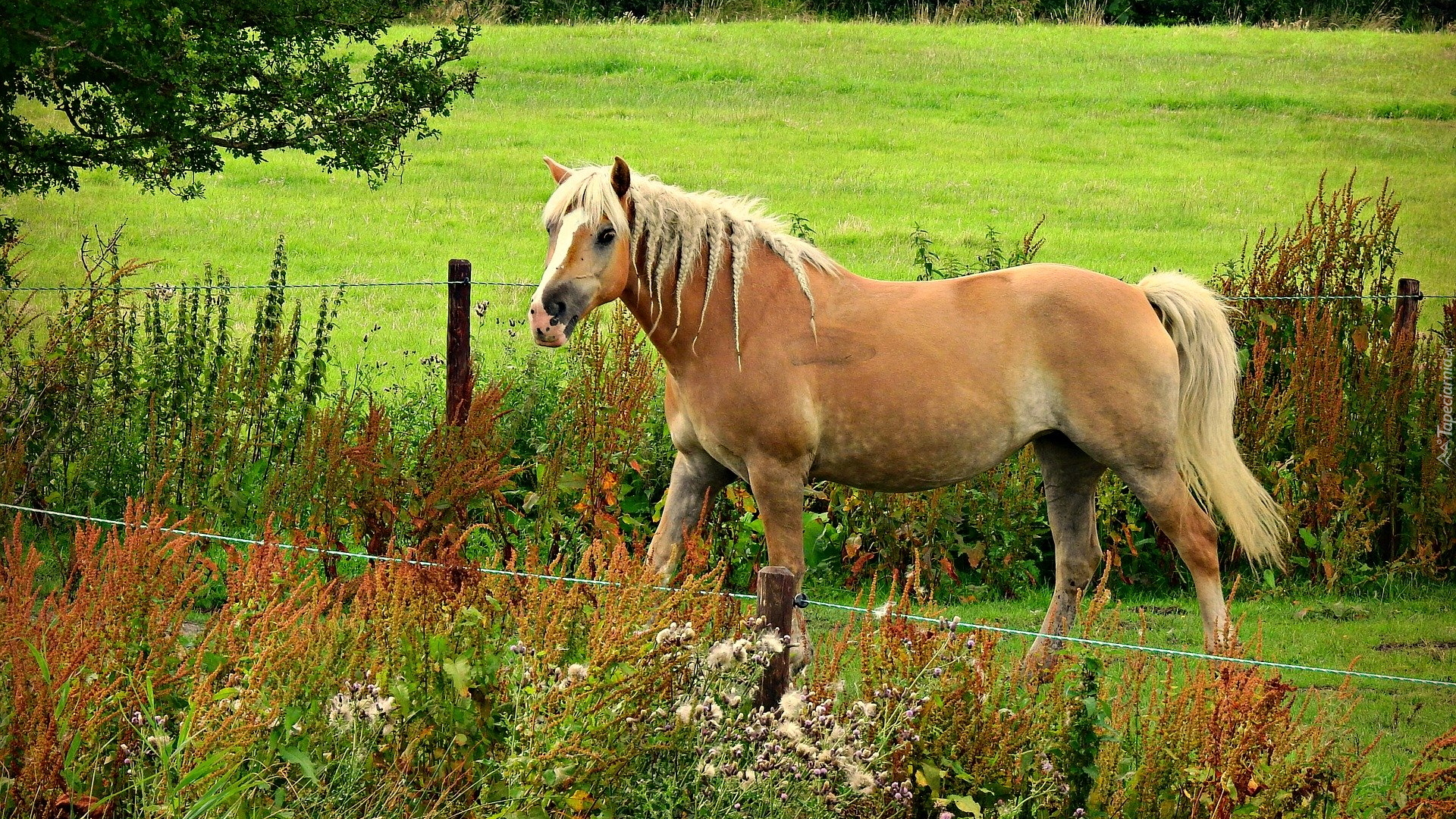 Koń, Rasa, Haflinger, Rośliny