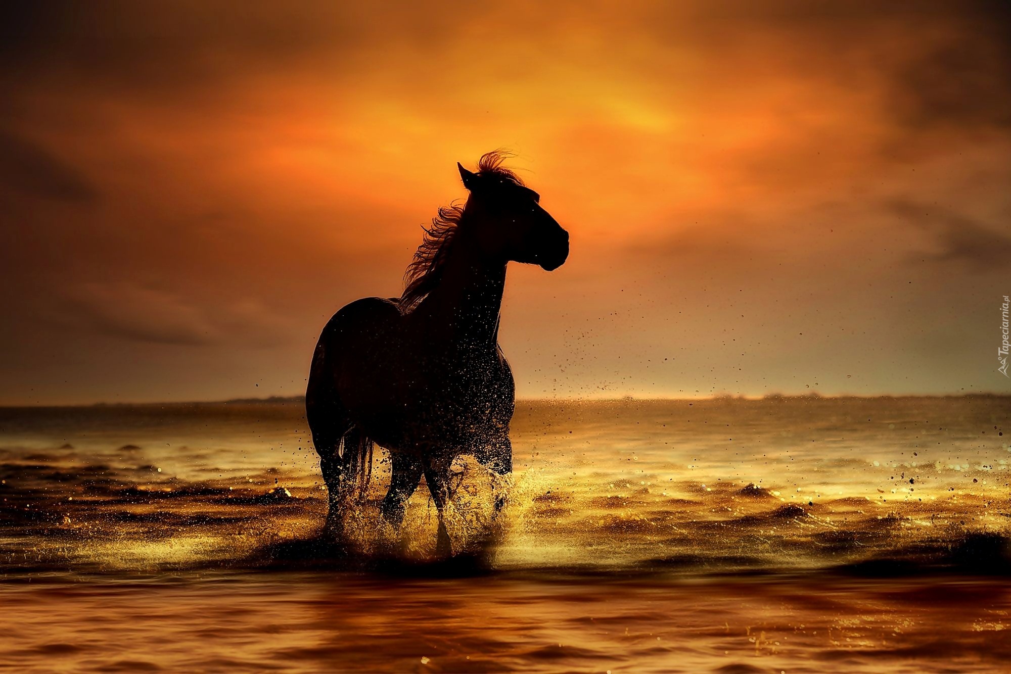 Лошадь на берегу закат бесплатно