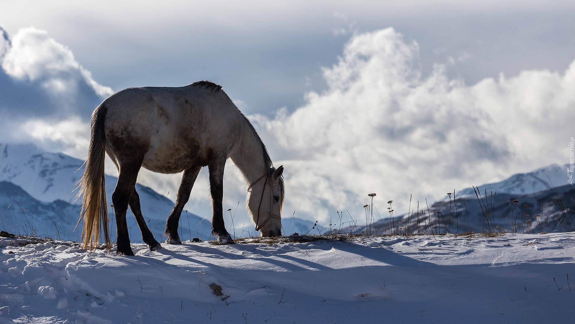 Zima, Koń, Góry