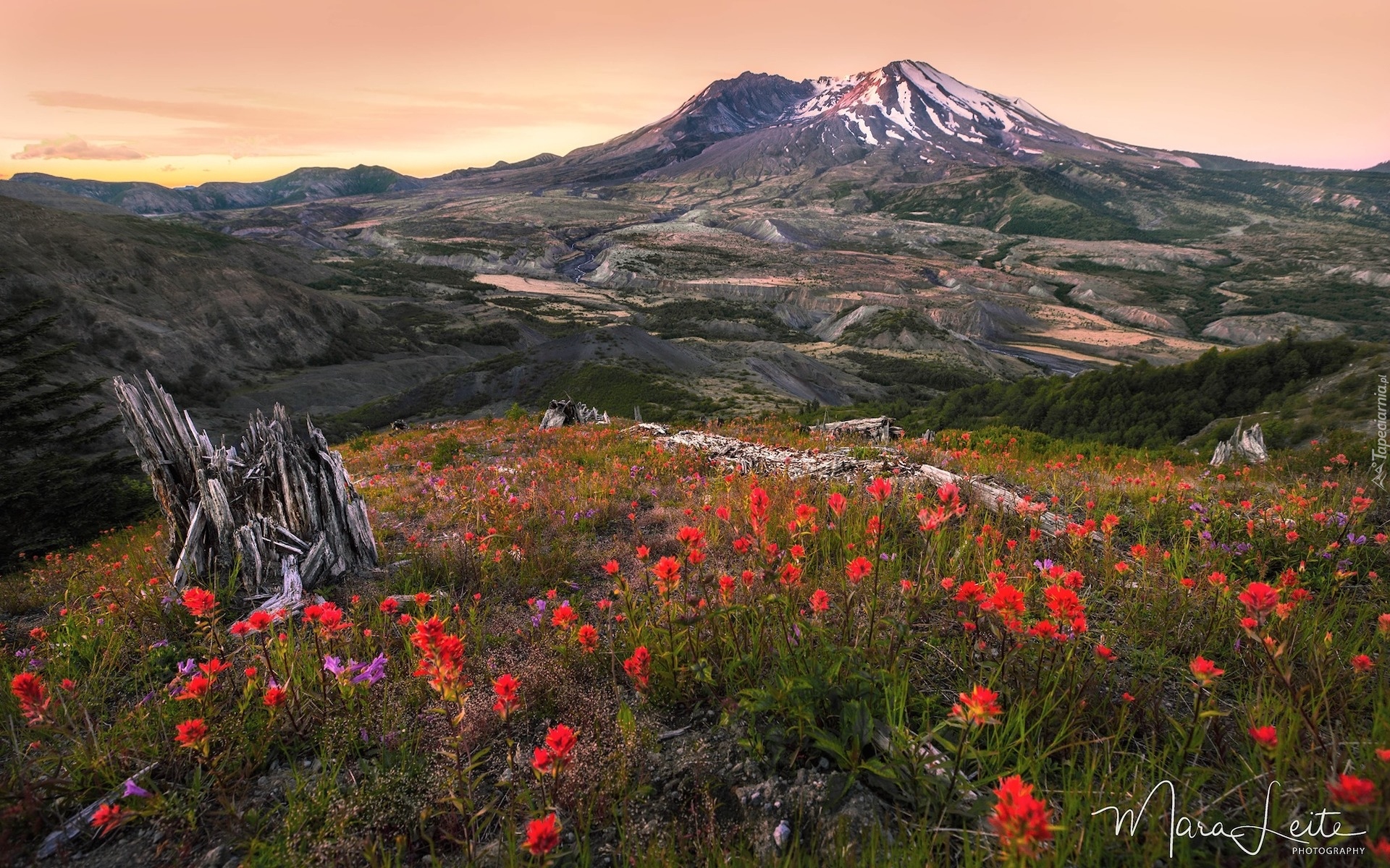 Góry Kaskadowe, Góra, Wulkan, Mount St Helens, Łąka, Kwiaty, Konar, Stan Waszyngton, Stany Zjednoczone