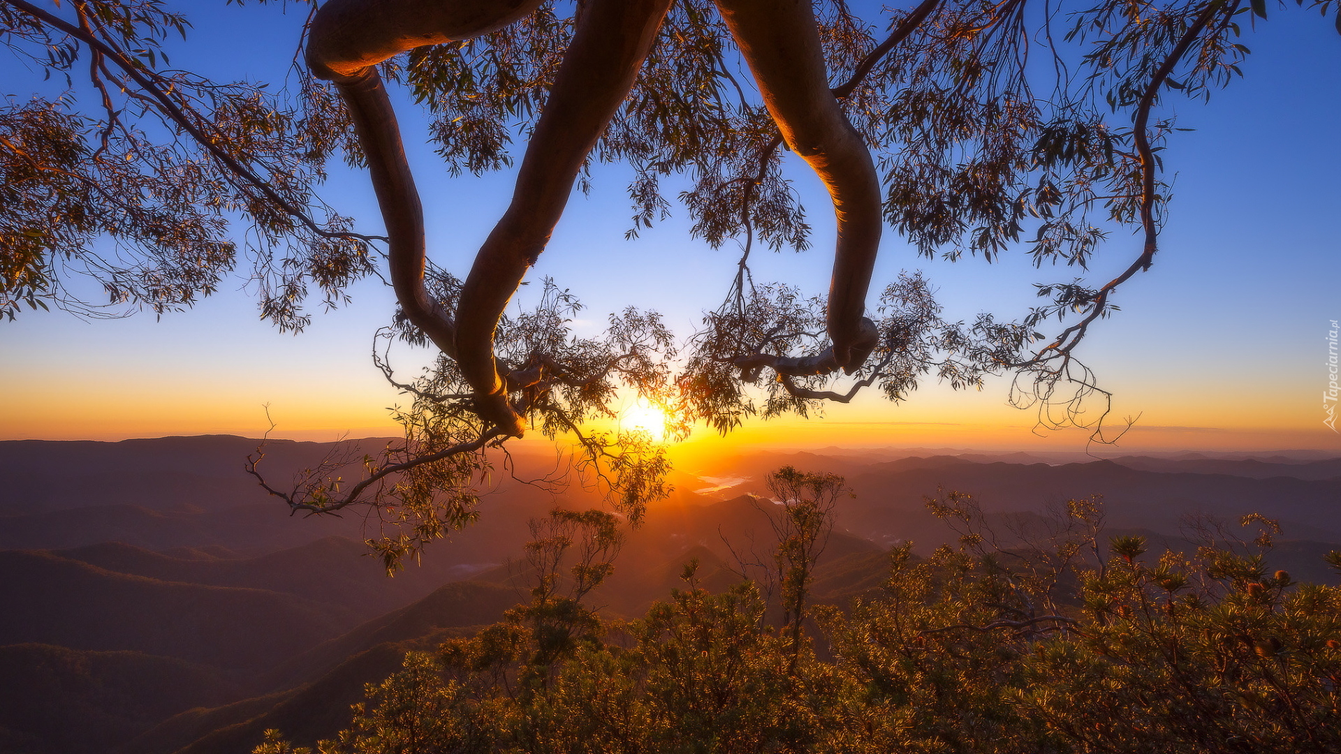 Konary, Drzewo, Góry, New England Range, Zachód słońca, Australia