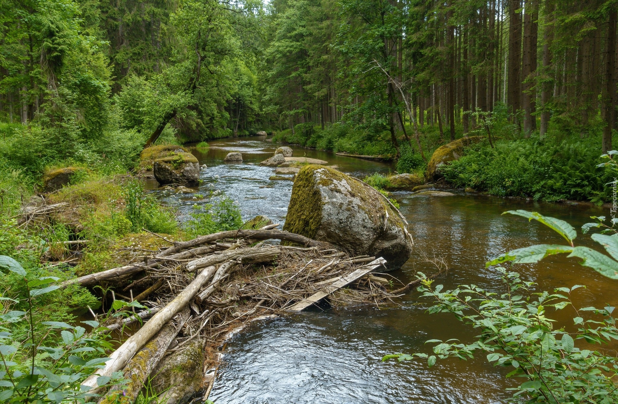 Rzeka, Las, Kamienie, Drzewa, Konary, Gałęzie, Rośliny