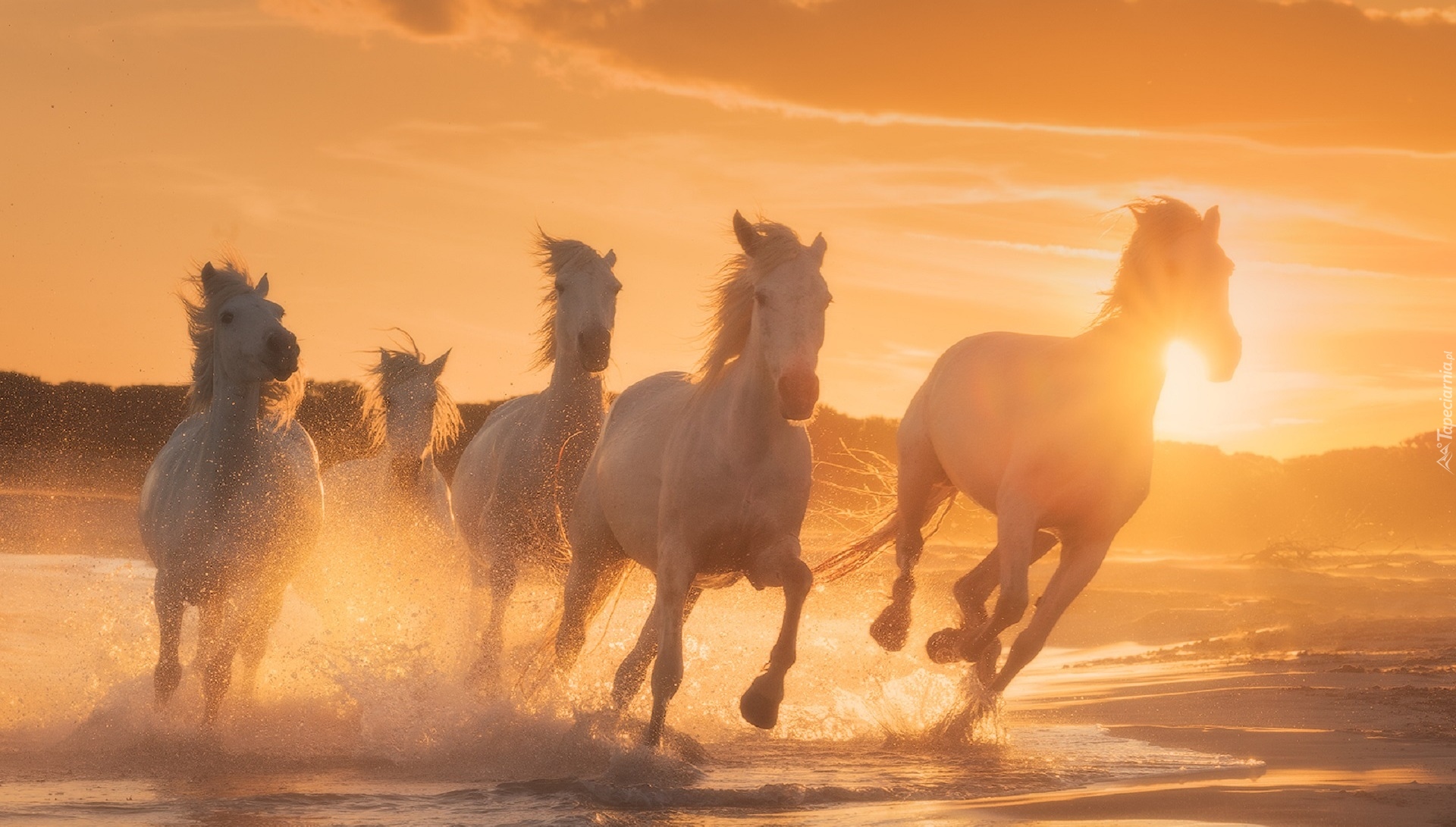 Konie, Woda, Promienie słońca
